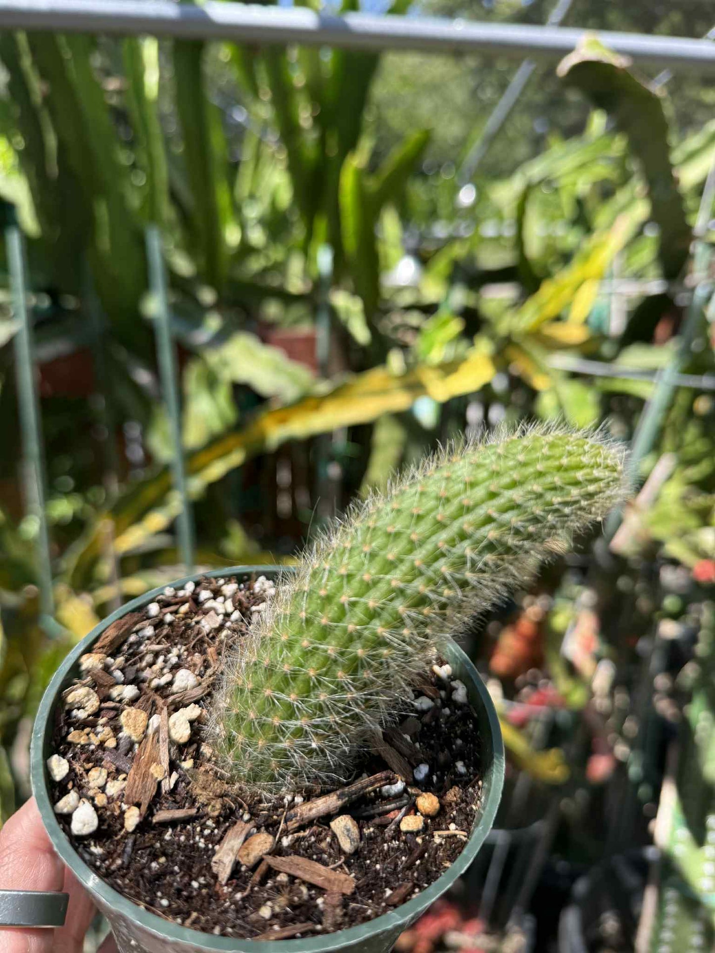 Monkey Tail (cleistocactus colademononis) live plants