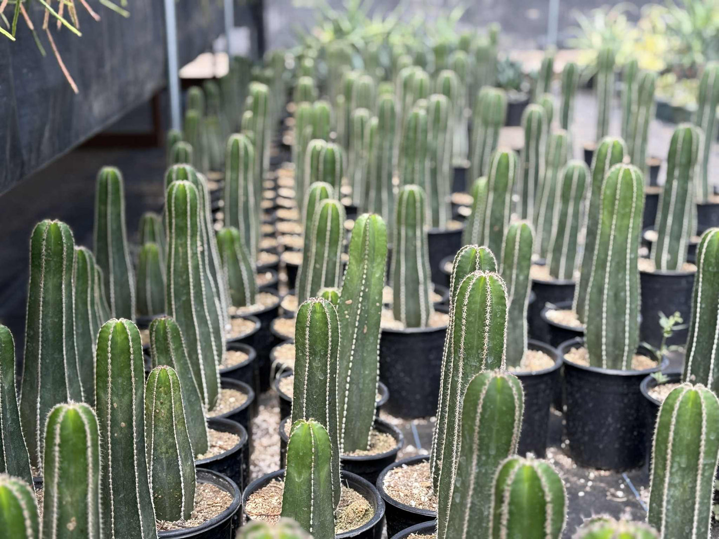 Mexican Fence Post "Pachycereus marginatus" Live Plant