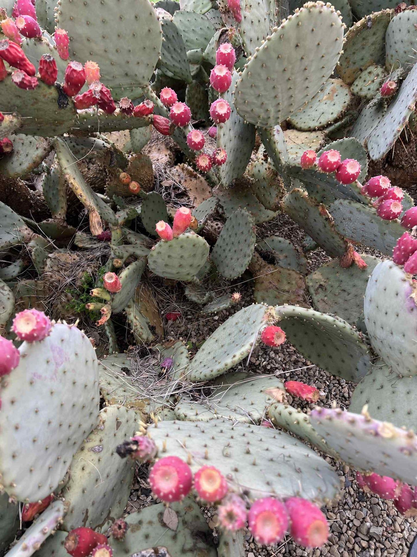 Opuntia Purple Santa Rita Prickly Pear, Cactus, Live plant