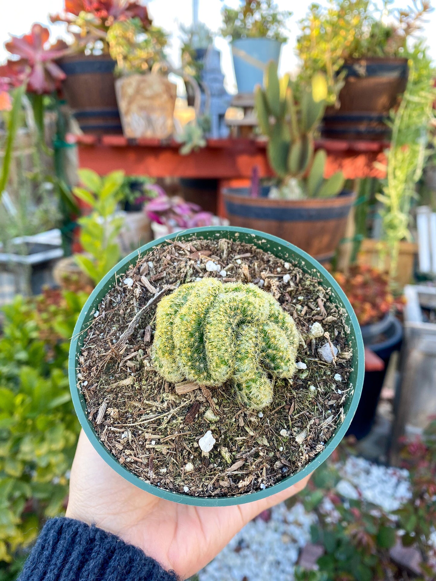 Mammillaria cristata ‘Brain Cactus’, Live Plant