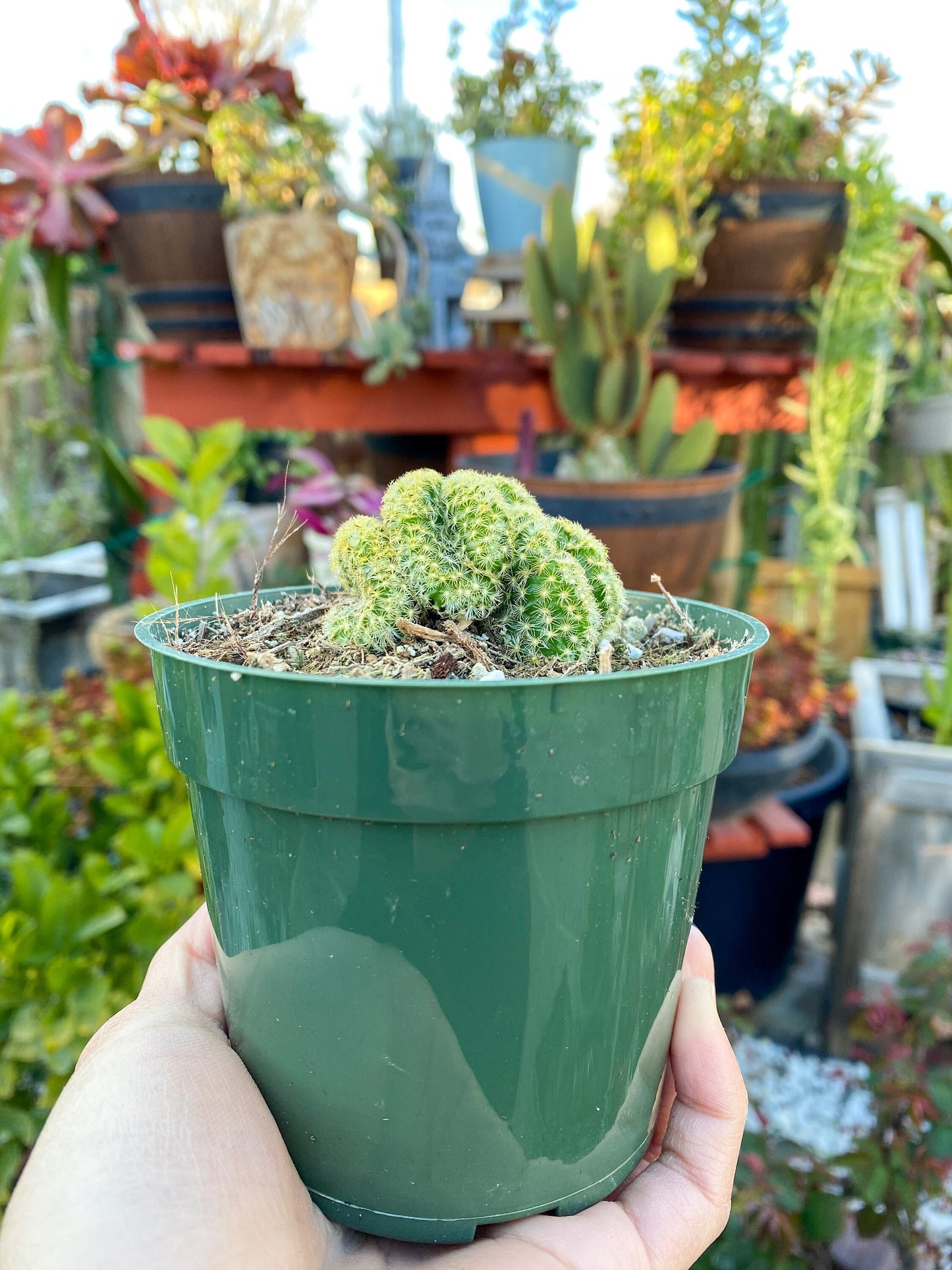 Mammillaria cristata ‘Brain Cactus’, Live Plant