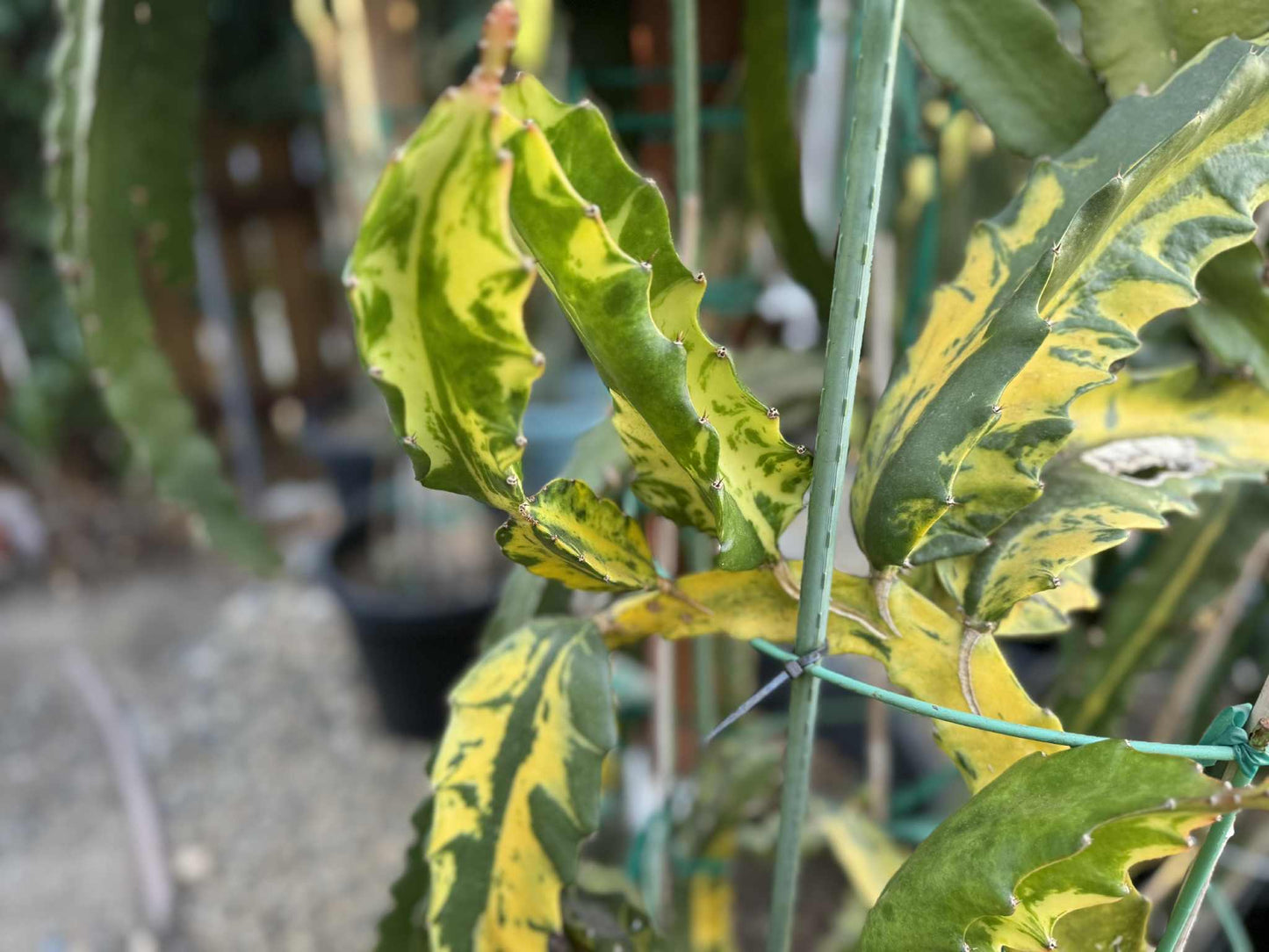 Rare Variegated Undantus Dragon Fruit Cutting
