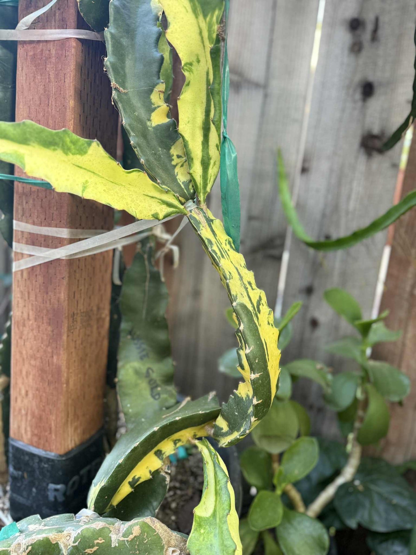 Rare Variegated Undantus Dragon Fruit Cutting