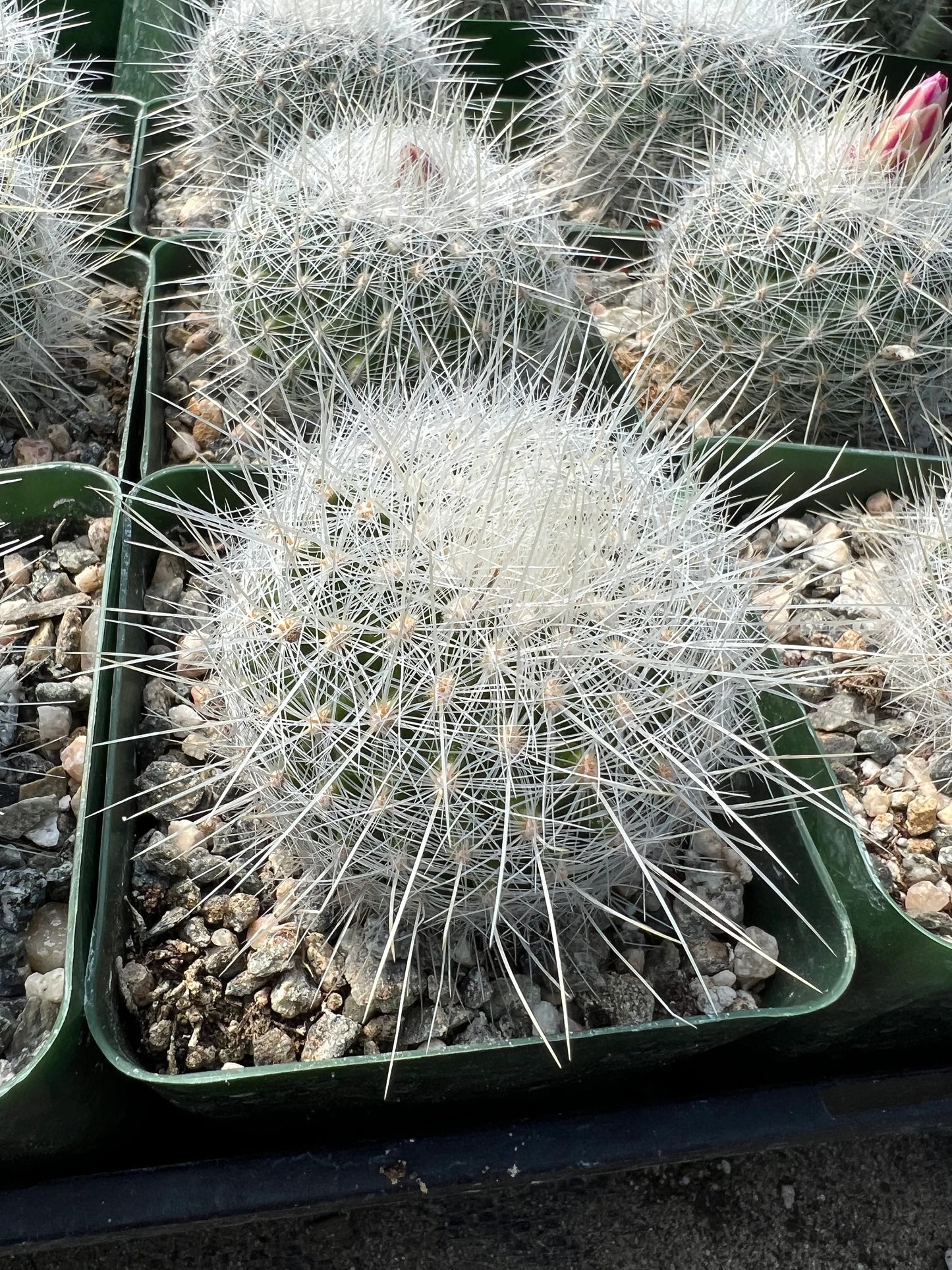 Thelocactus macdowellii “Chihuahuan Snowball”, Cactus, Live Plant, 4-inch