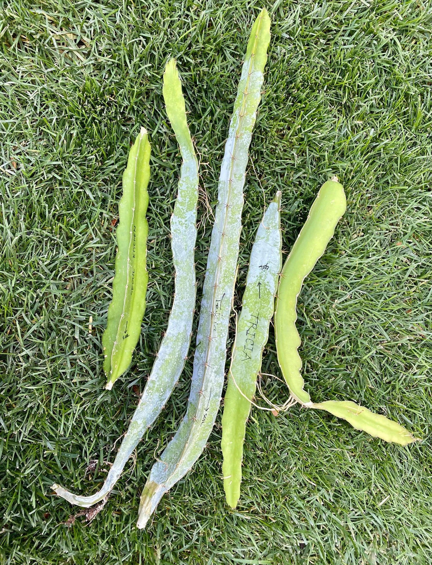 Vietnamese Giant White dragon fruit cutting (12”)