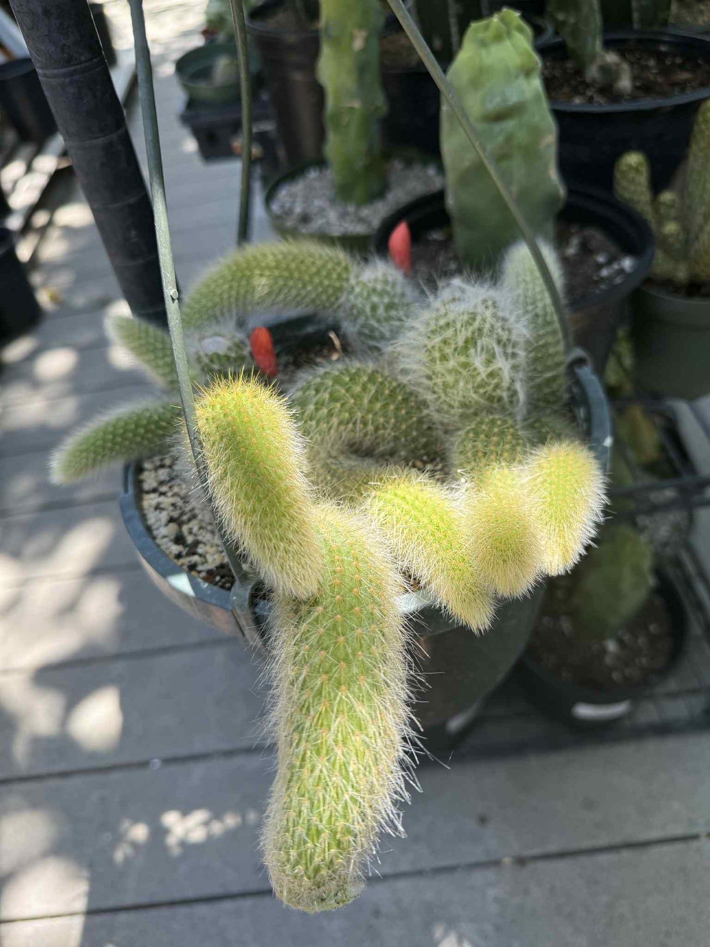 Monkey Tail (cleistocactus colademononis) live plants
