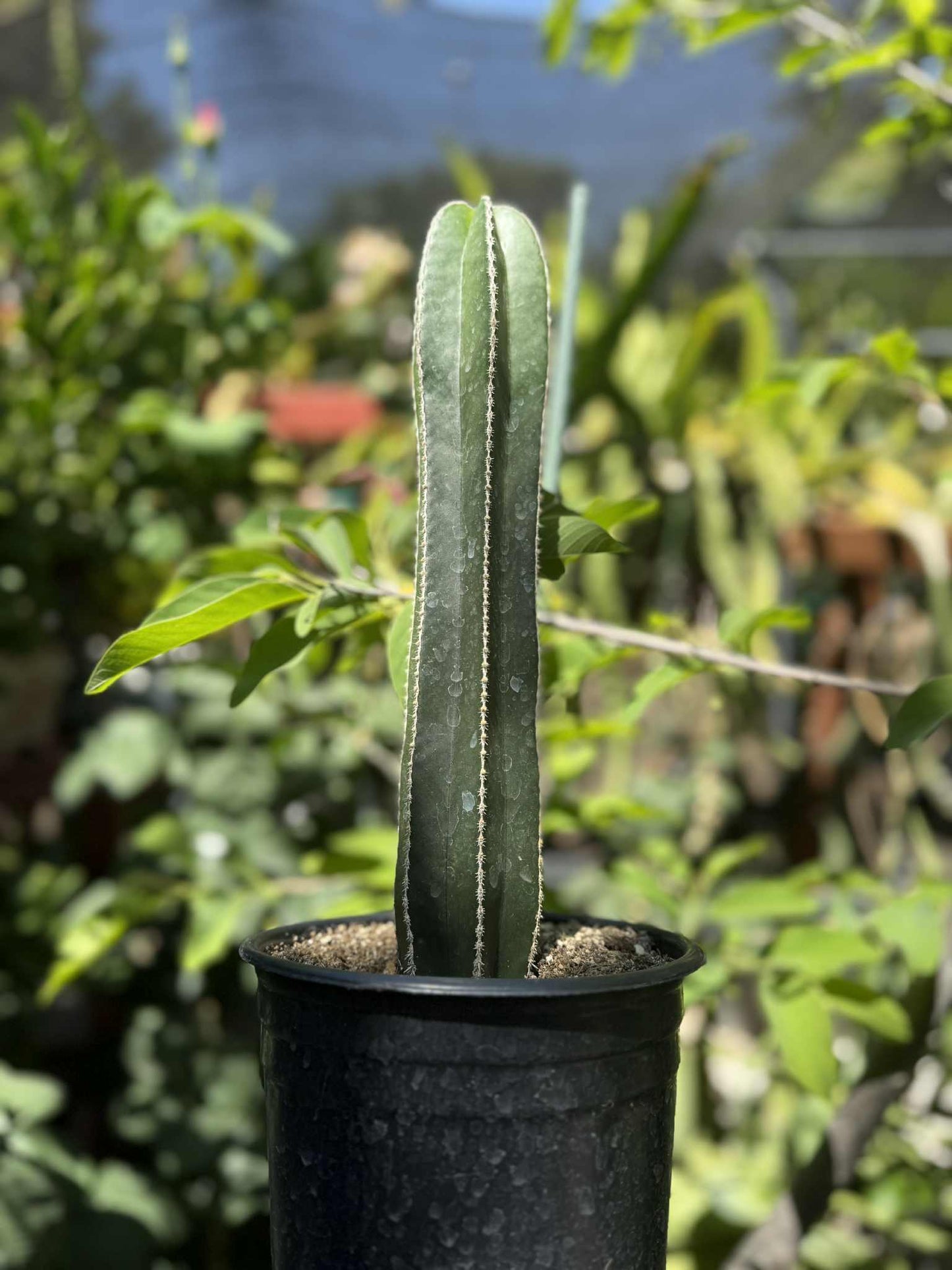 Mexican Fence Post "Pachycereus marginatus" Live Plant