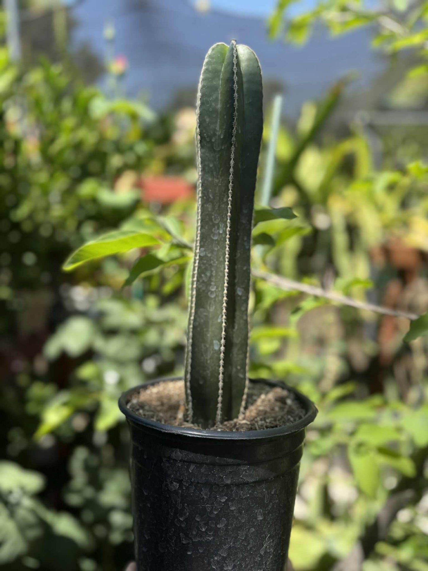 Mexican Fence Post "Pachycereus marginatus" Live Plant