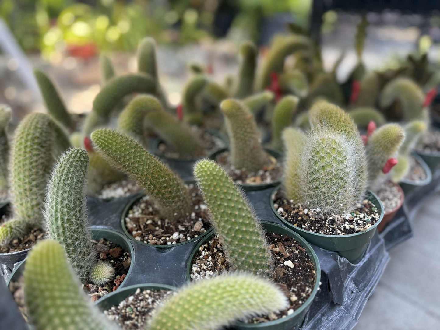 Monkey Tail (cleistocactus colademononis) live plants