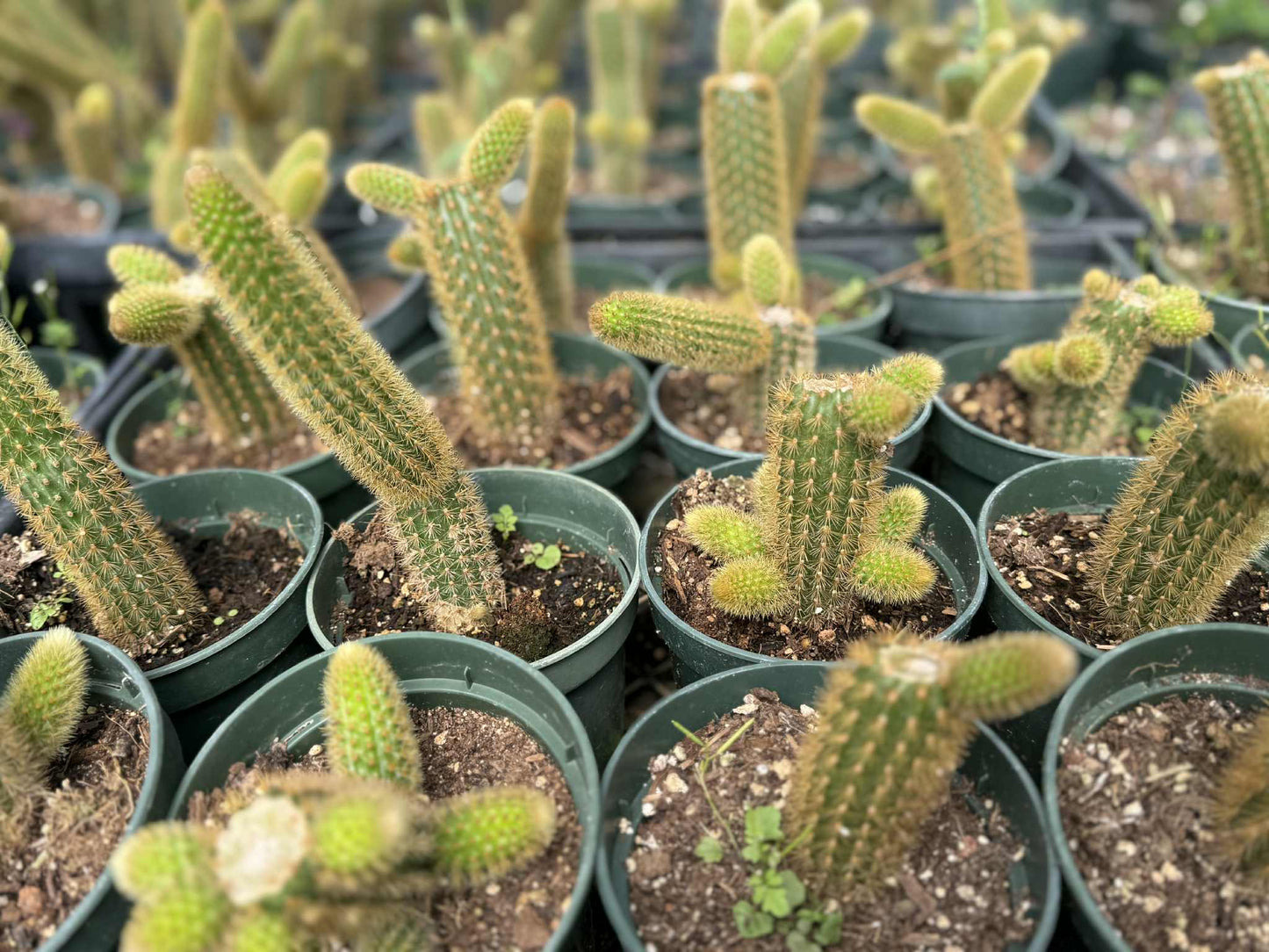 Golden Monkey Tail Cactus – Cleistocactus winteri live plant