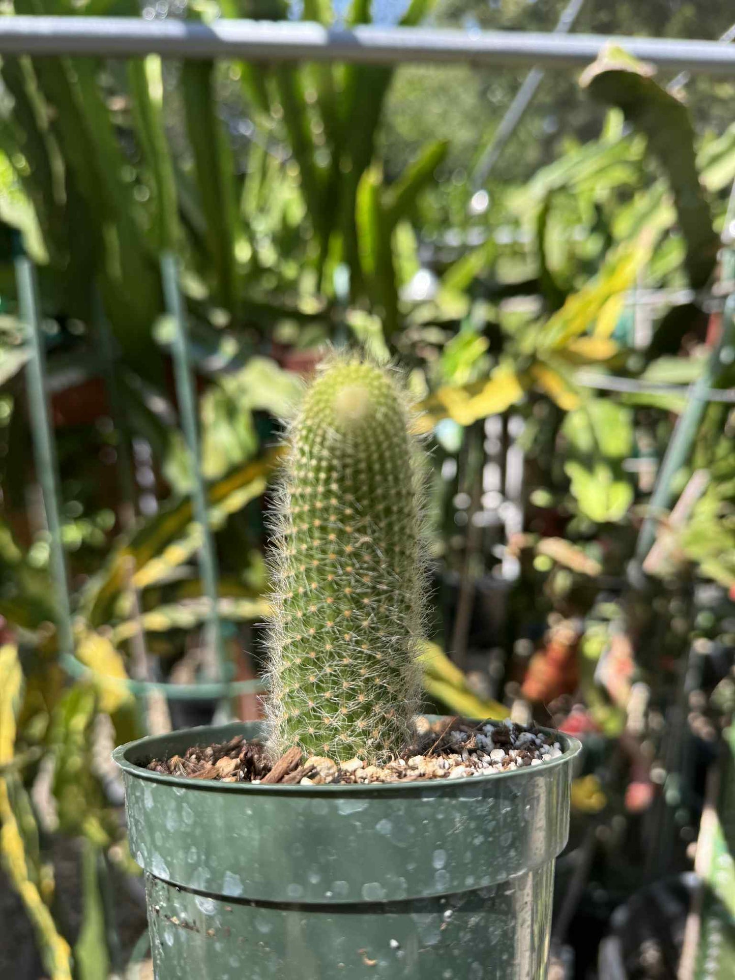 Monkey Tail (cleistocactus colademononis) live plants