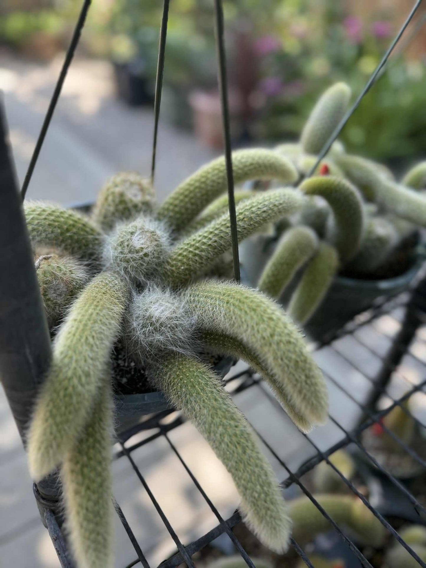 Monkey Tail (cleistocactus colademononis) live plants