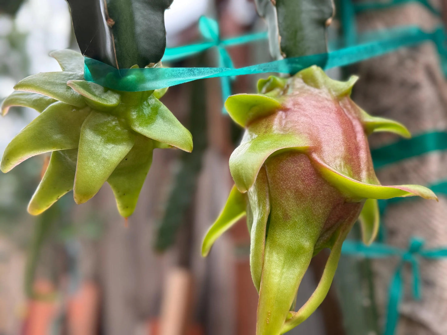 Edgar’s baby dragon fruit cuttings (12") and rooted plants