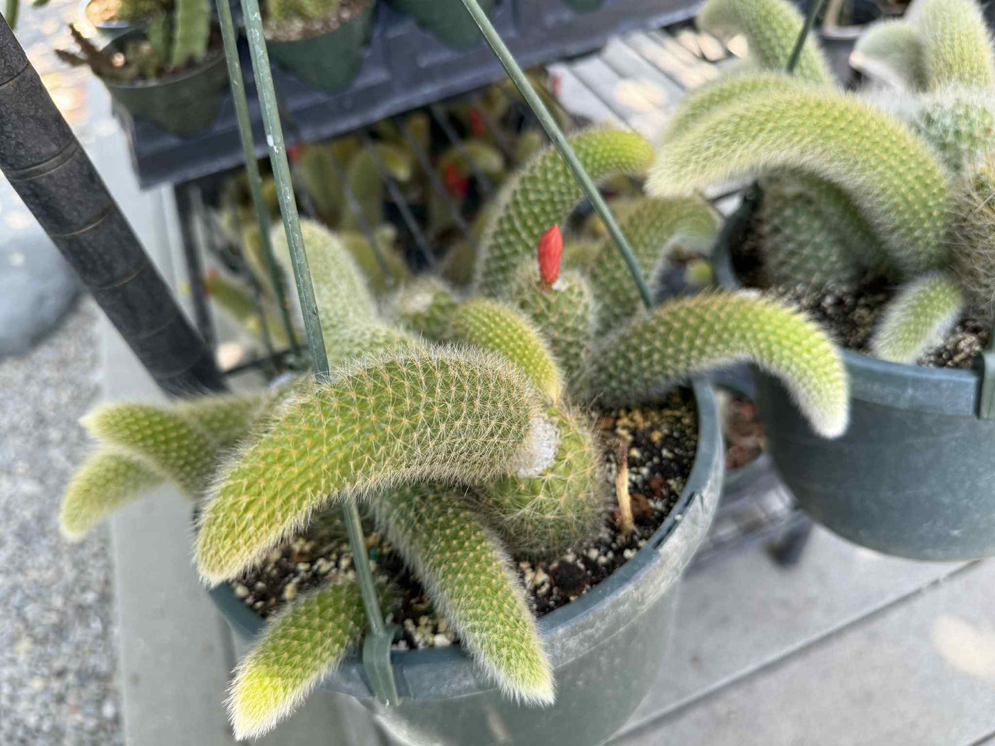 Monkey Tail (cleistocactus colademononis) live plants