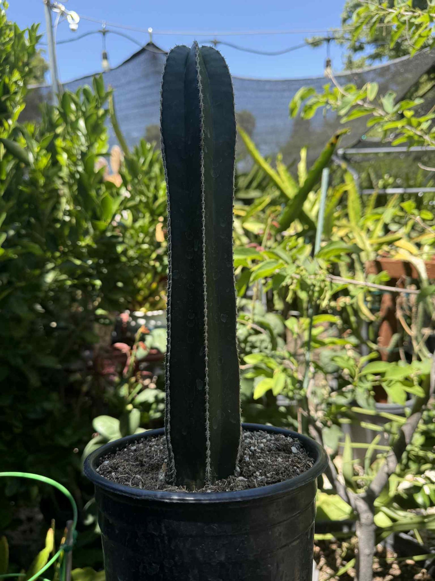 Mexican Fence Post "Pachycereus marginatus" Live Plant