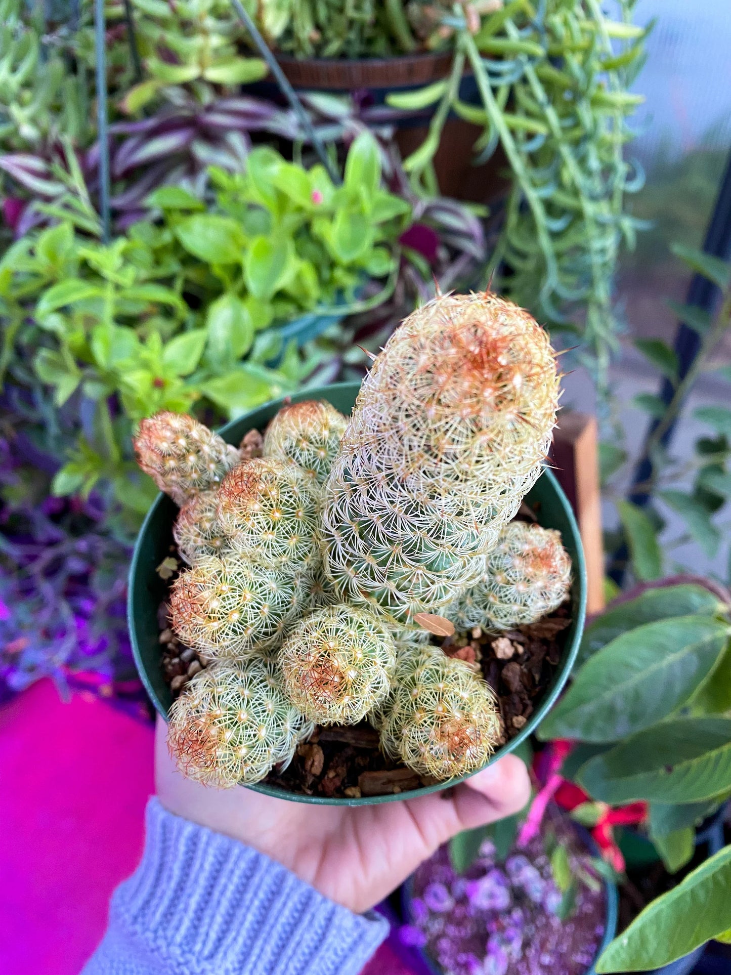 Mammillaria elongata ‘Ladyfinger cactus’, Live plant, cactus