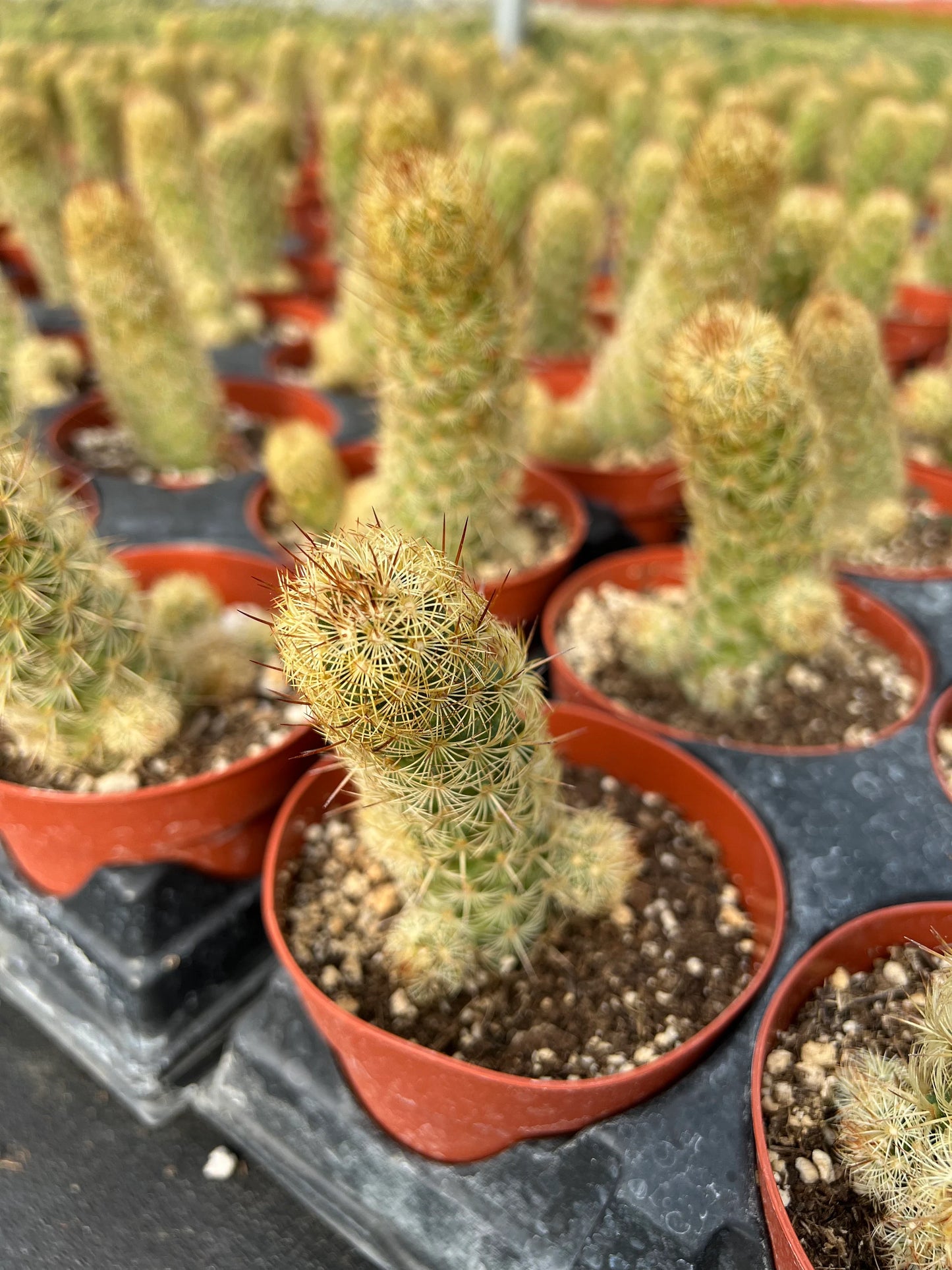 Mammillaria elongata ‘Ladyfinger cactus’, Live plant, cactus