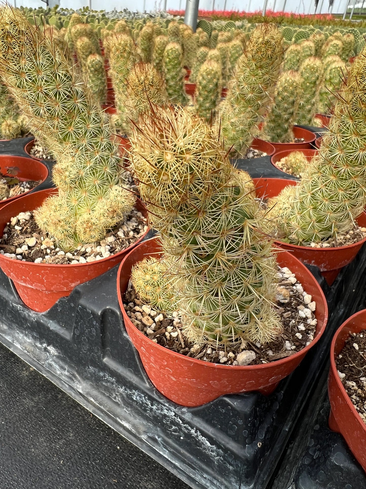 Mammillaria elongata ‘Ladyfinger cactus’, Live plant, cactus