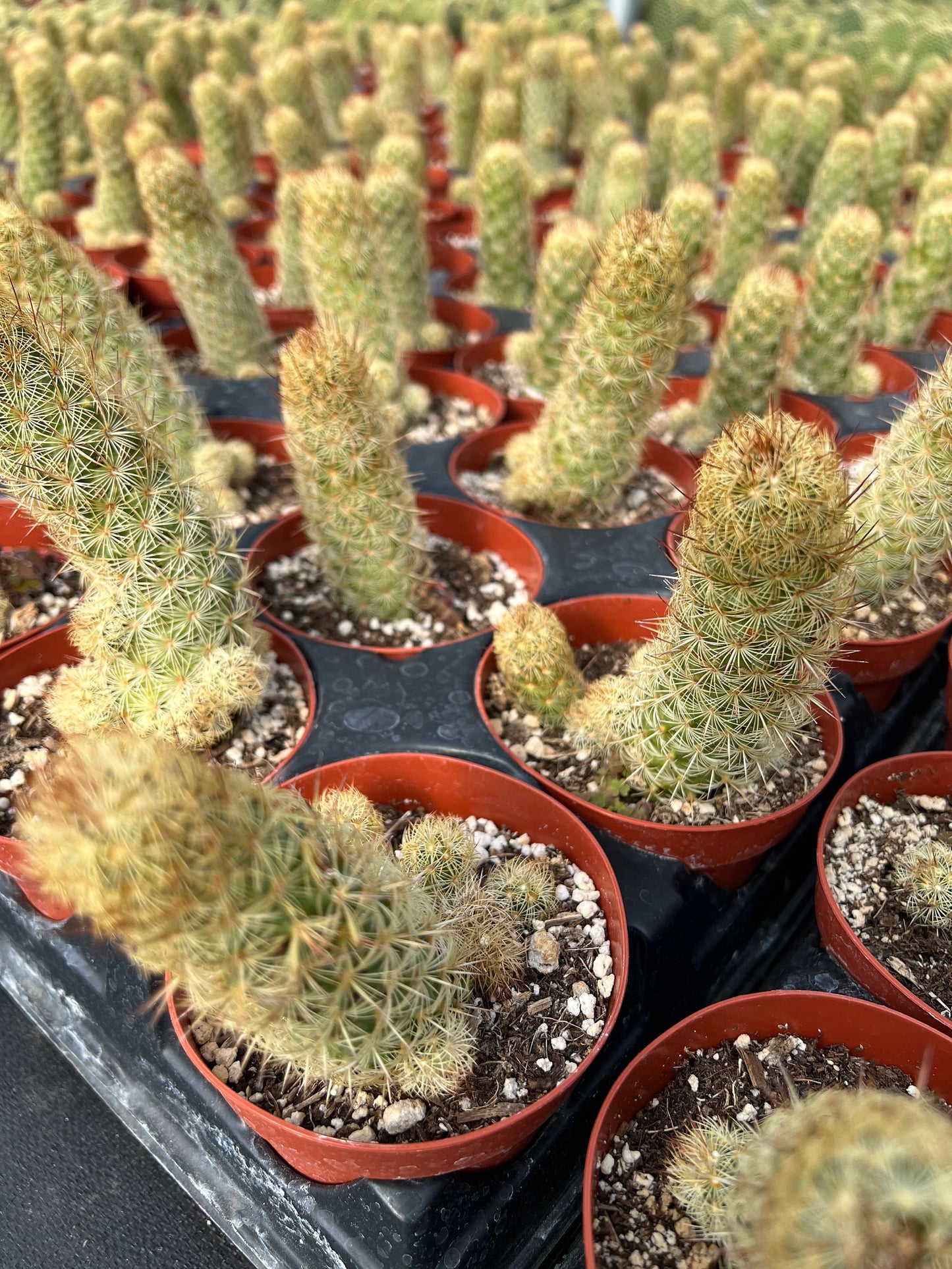 Mammillaria elongata ‘Ladyfinger cactus’, Live plant, cactus