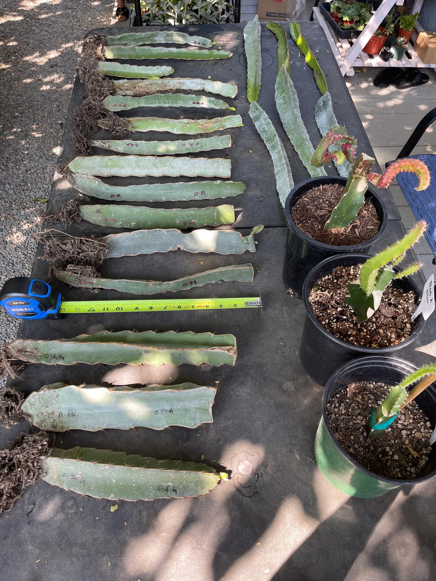 Vietnamese Giant White dragon fruit cutting (12”)