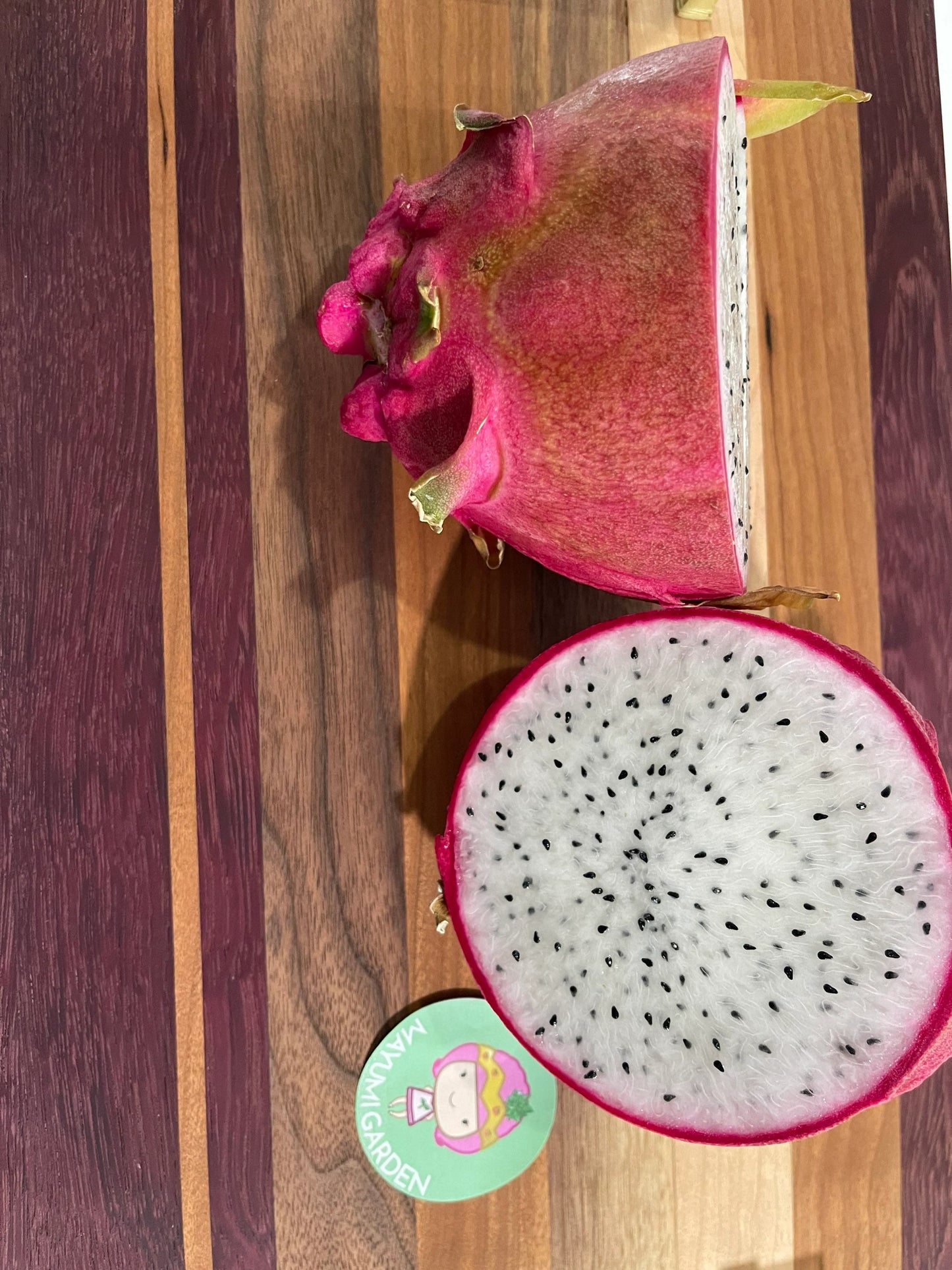 Vietnamese Giant White dragon fruit cutting (12”)