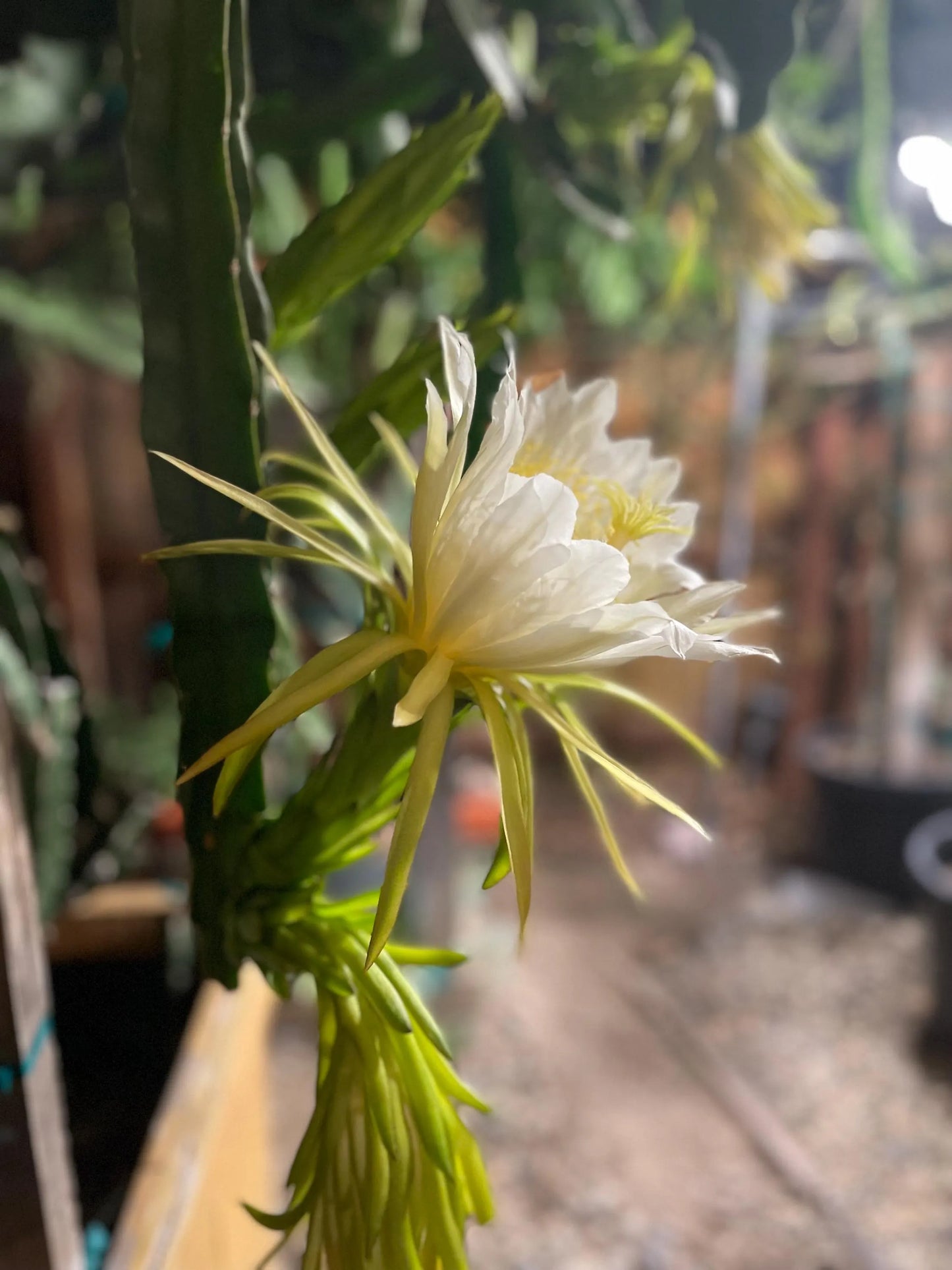 Vietnamese Giant White dragon fruit cutting (12”)