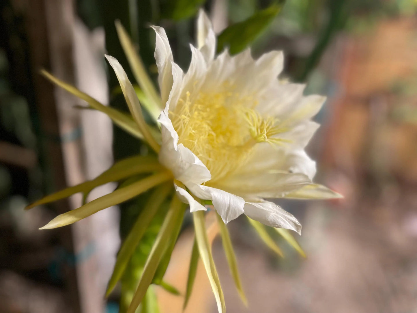 Vietnamese Giant White dragon fruit cutting (12”)