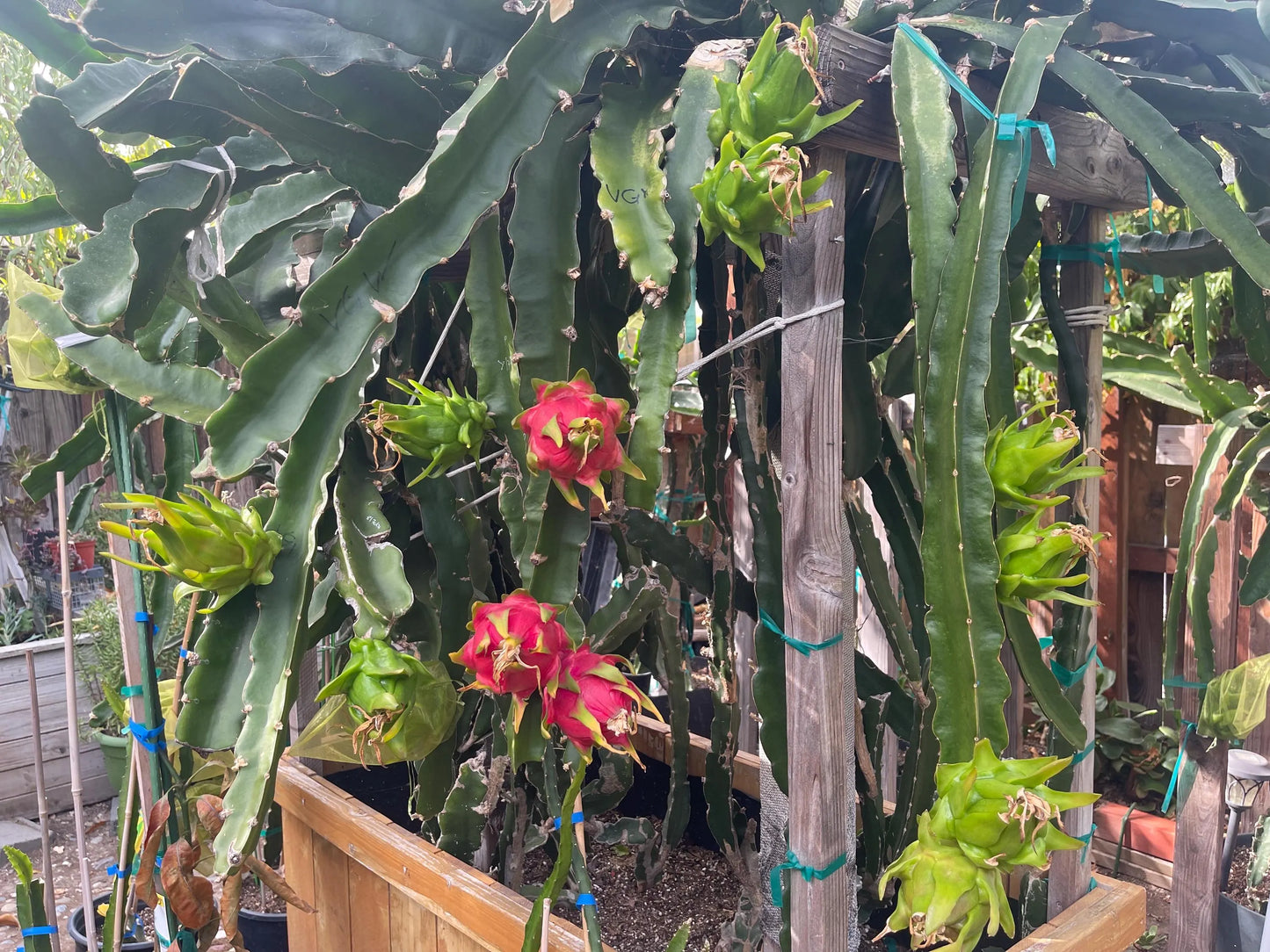 Vietnamese Giant White dragon fruit cutting (12”)