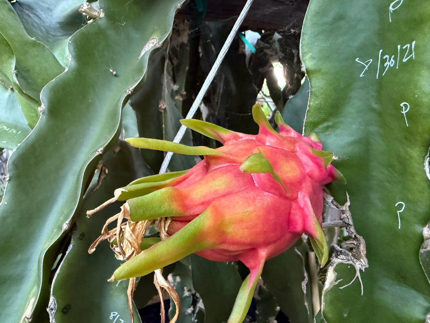 Vietnamese Giant White dragon fruit cutting (12”)