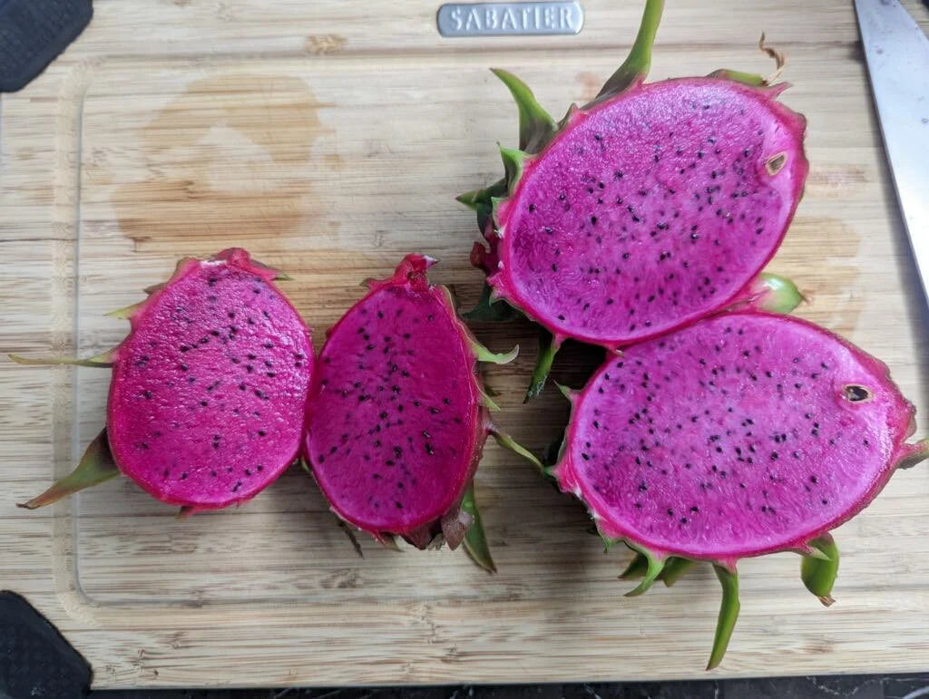 Halleys Comet – H. undatus X H. guatemalensis dragon fruit cutting (12") and rooted live plants