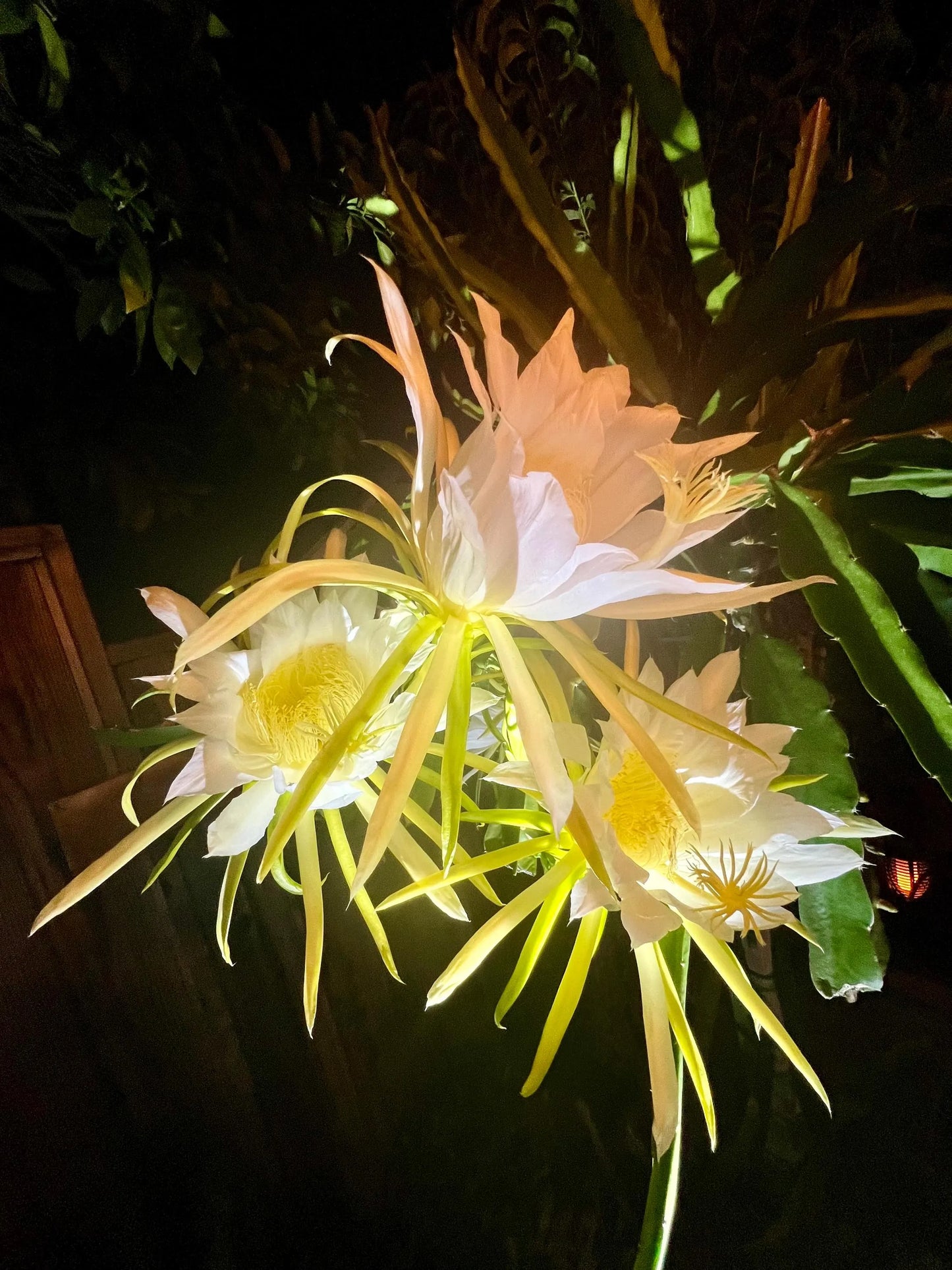Halleys Comet – H. undatus X H. guatemalensis dragon fruit cutting (12") and rooted live plants
