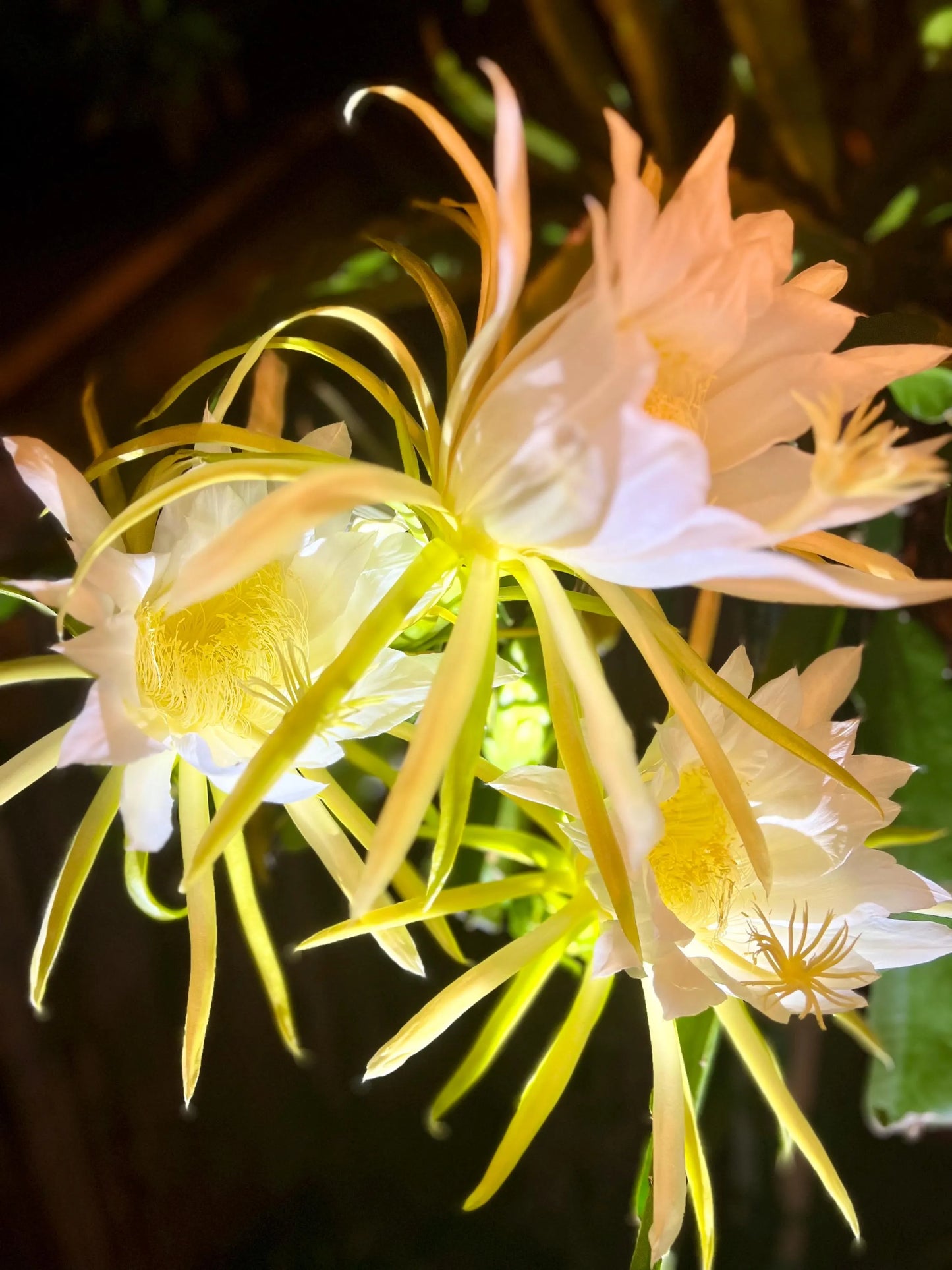 Halleys Comet – H. undatus X H. guatemalensis dragon fruit cutting (12") and rooted live plants