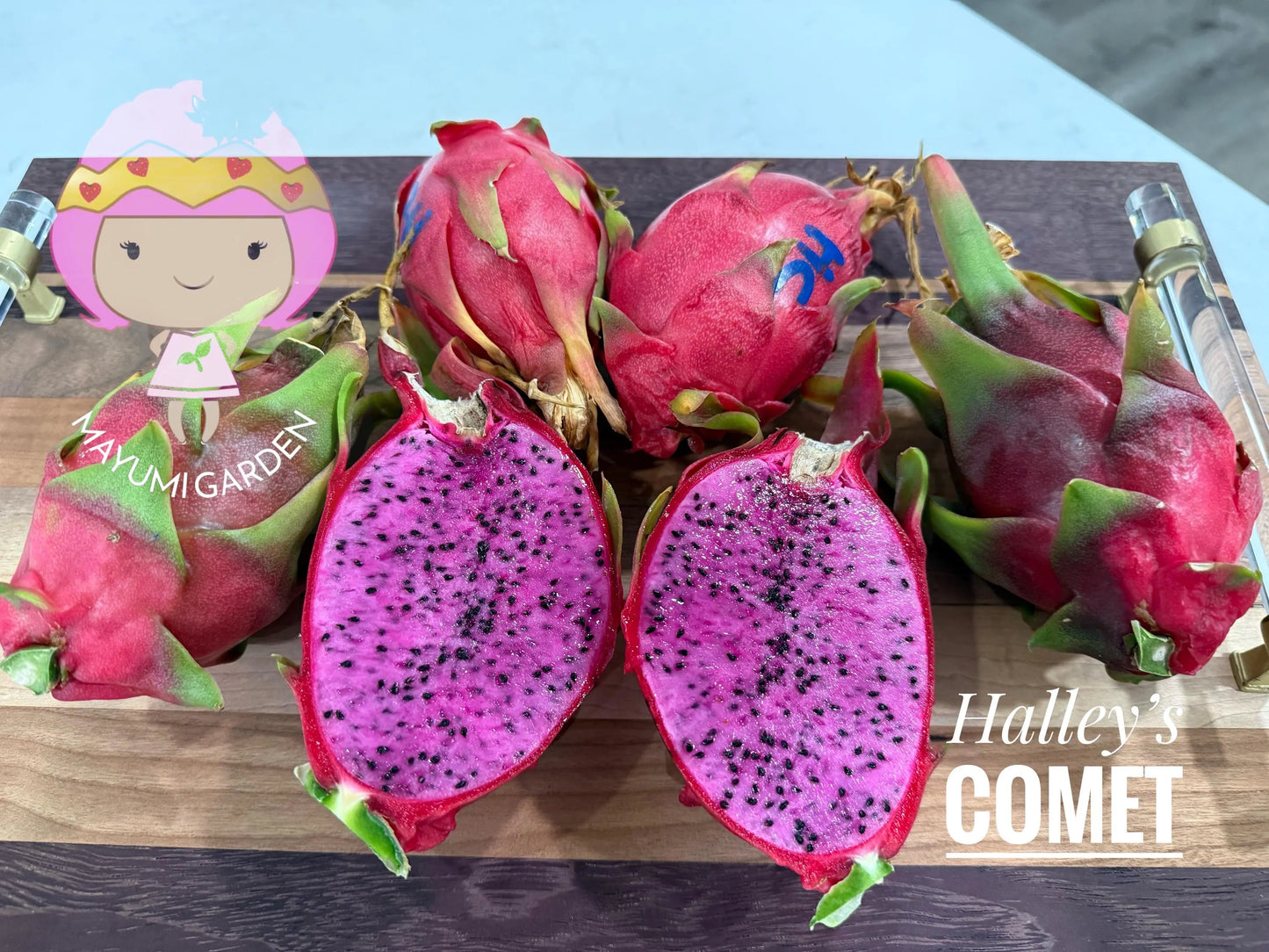 Halleys Comet – H. undatus X H. guatemalensis dragon fruit cutting (12") and rooted live plants