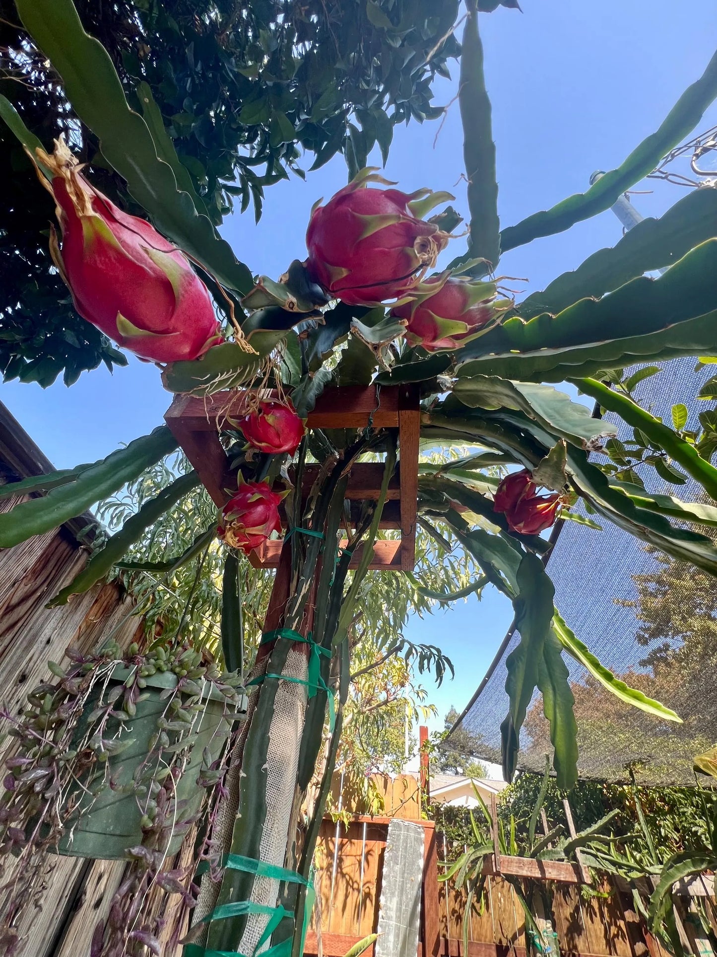 Halleys Comet – H. undatus X H. guatemalensis dragon fruit cutting (12") and rooted live plants