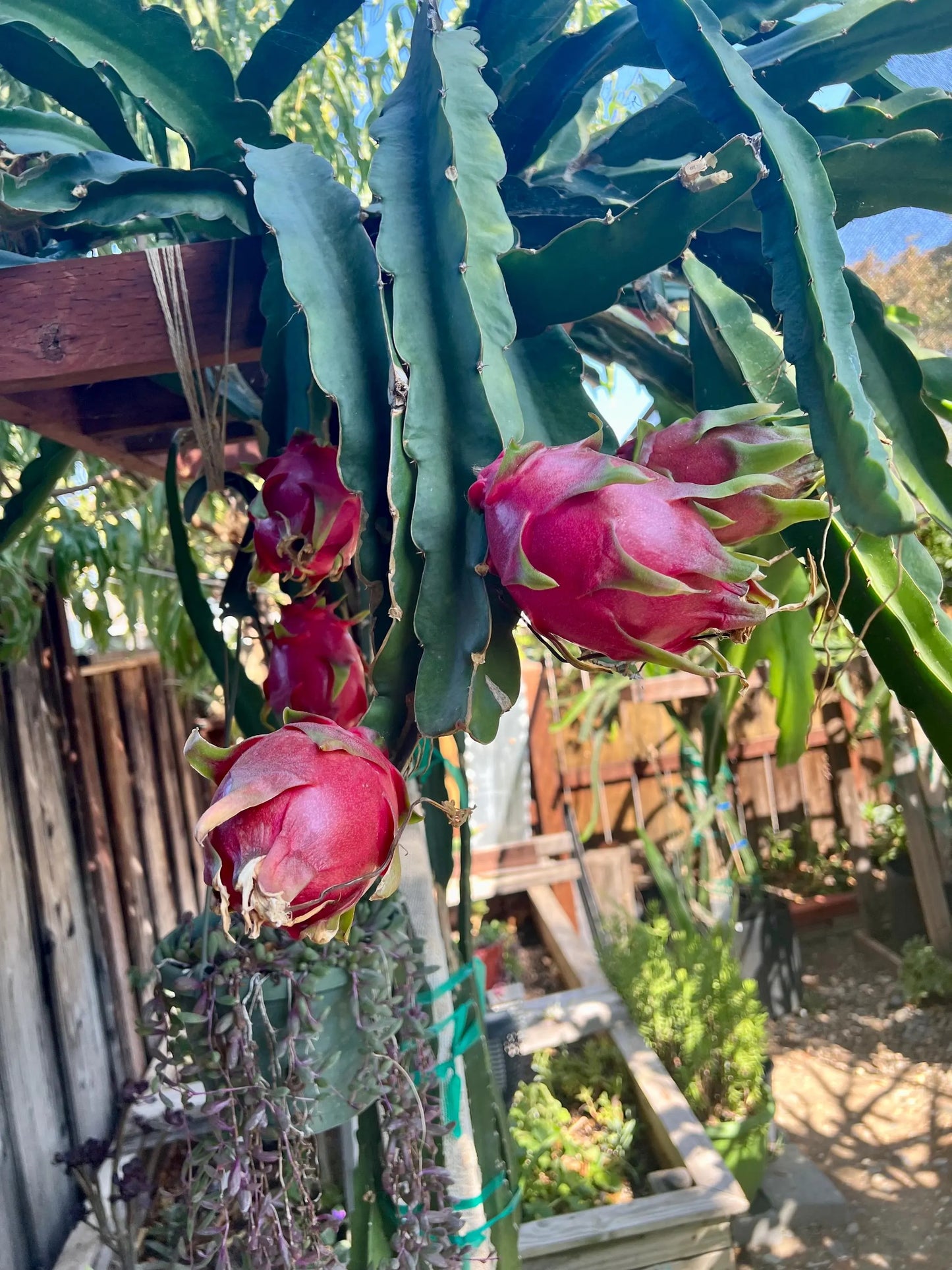 Halleys Comet – H. undatus X H. guatemalensis dragon fruit cutting (12") and rooted live plants