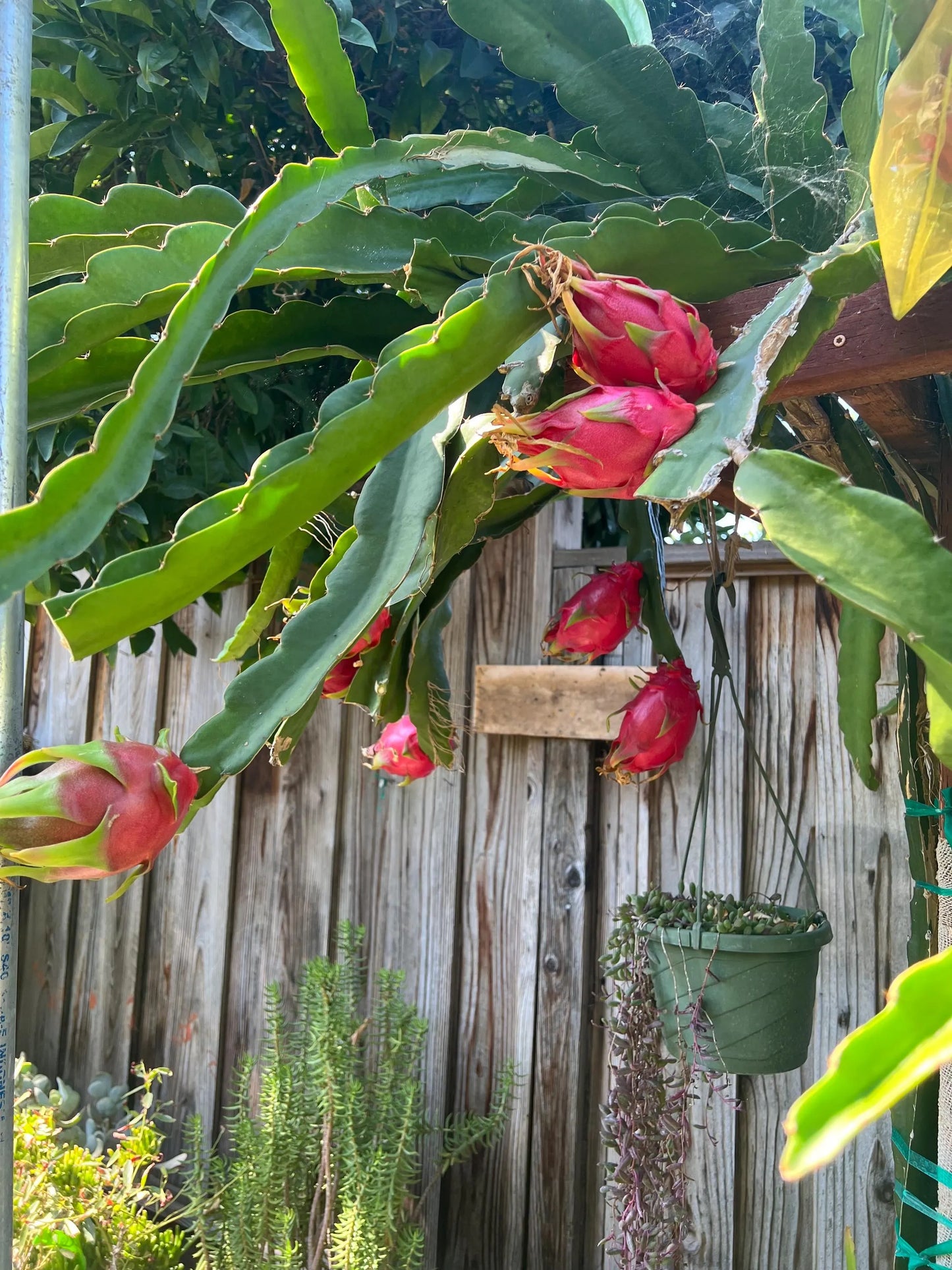 Halleys Comet – H. undatus X H. guatemalensis dragon fruit cutting (12") and rooted live plants