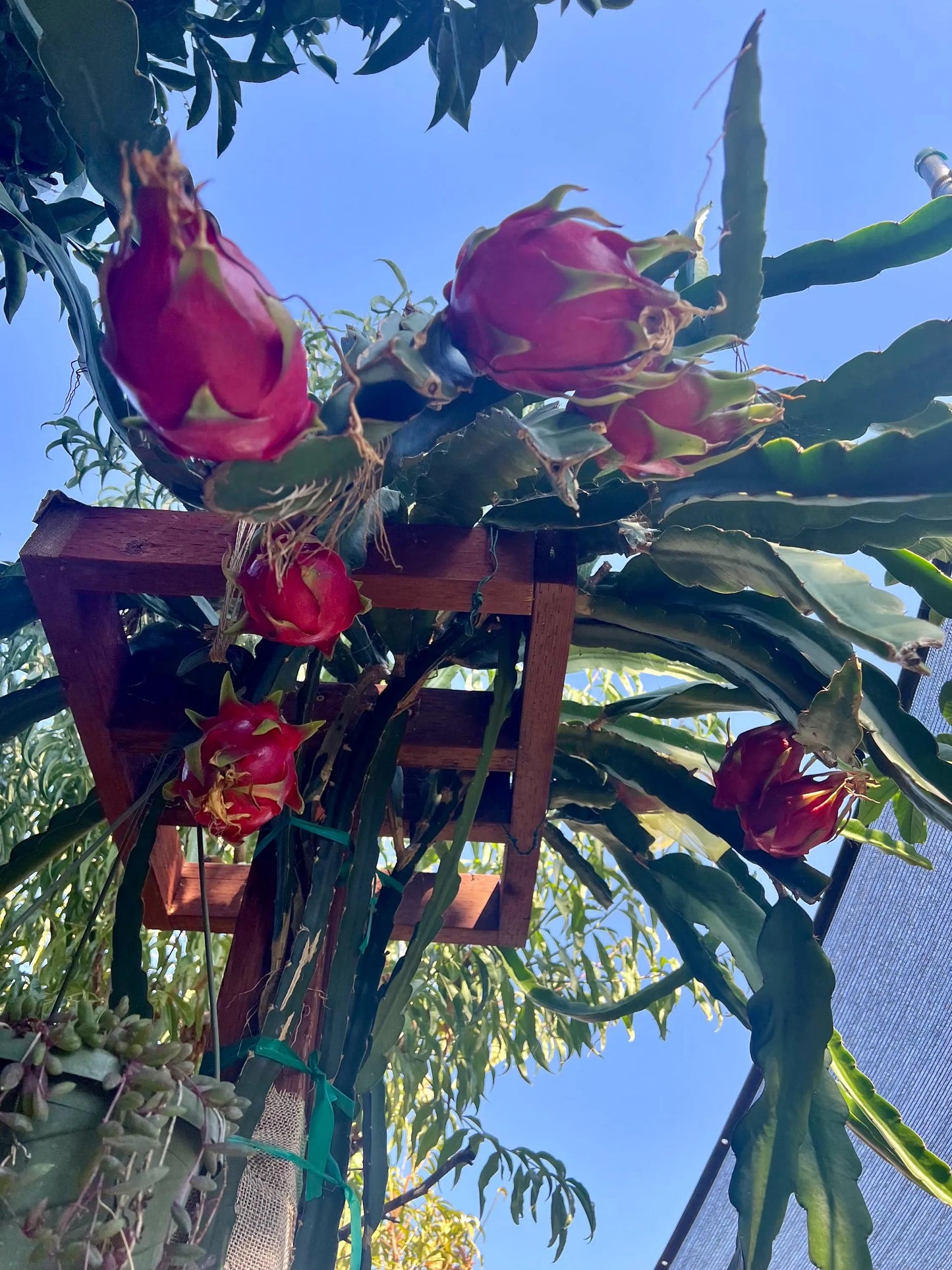 Halleys Comet – H. undatus X H. guatemalensis dragon fruit cutting (12") and rooted live plants