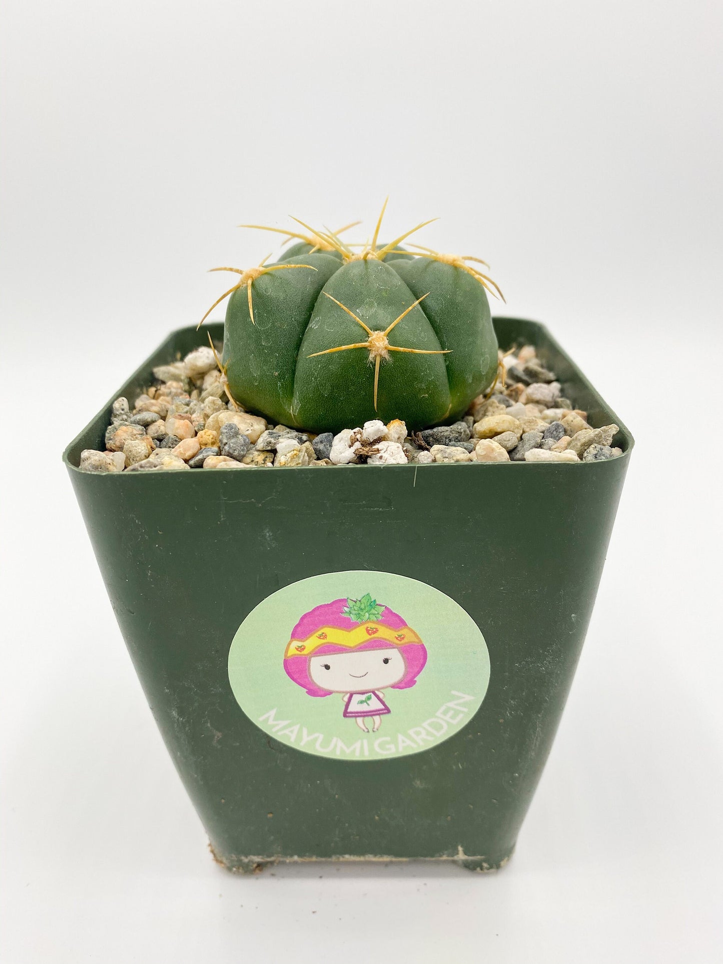 Gymnocalycium horstii, Cactus, Live Plant