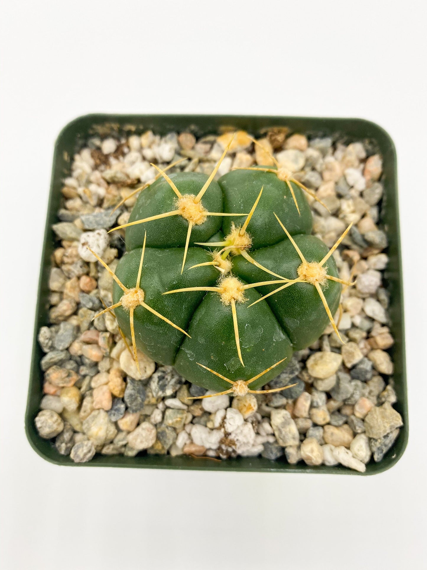 Gymnocalycium horstii, Cactus, Live Plant