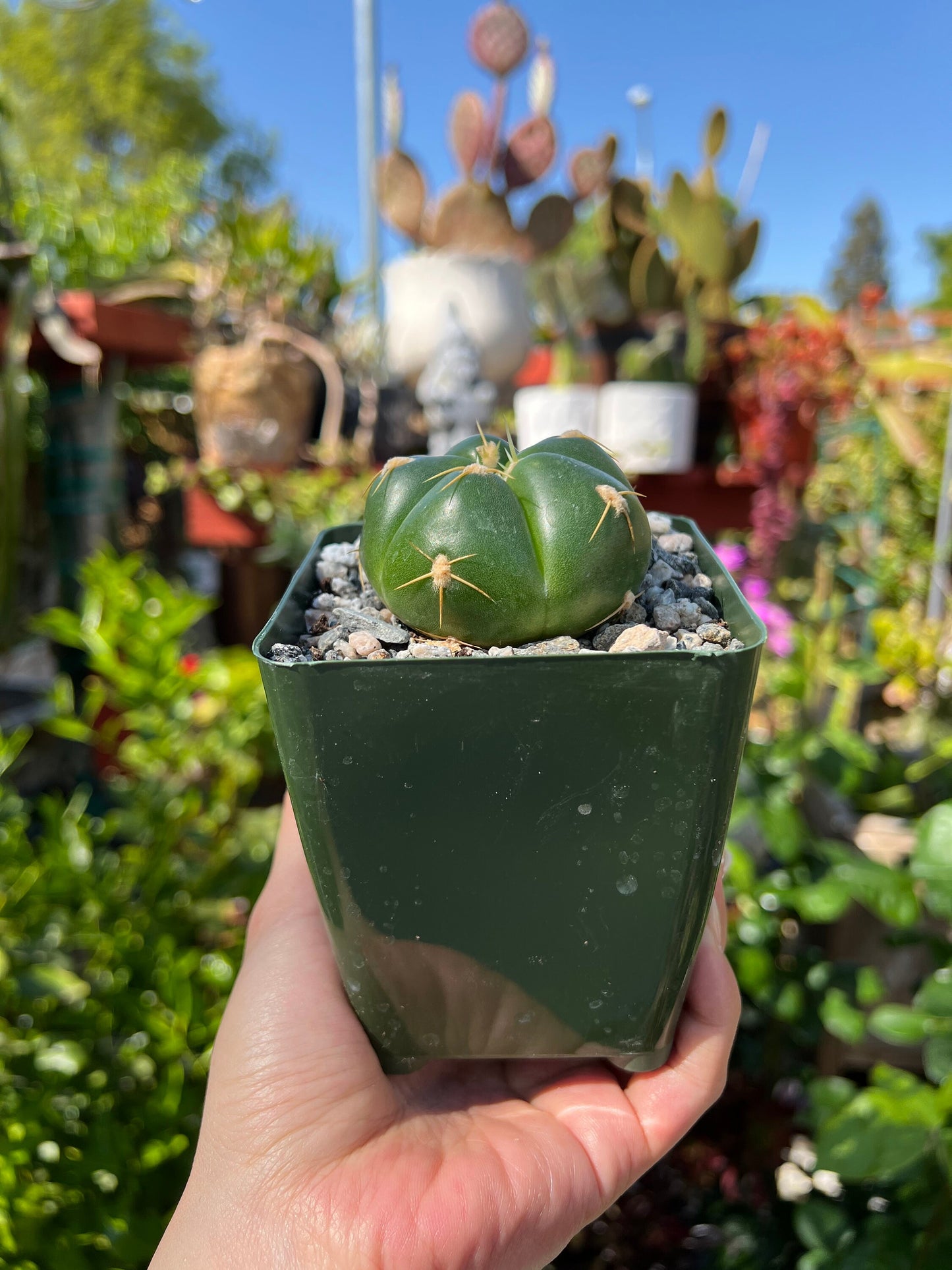 Gymnocalycium horstii, Cactus, Live Plant