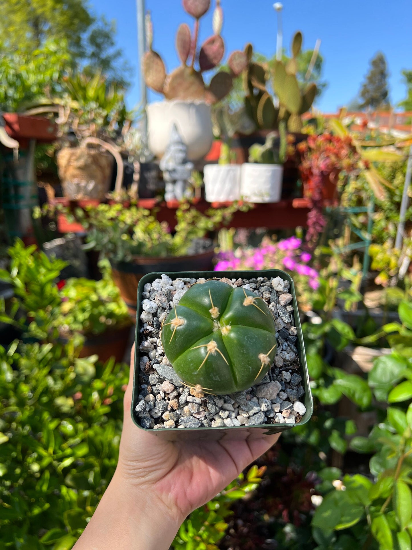 Gymnocalycium horstii, Cactus, Live Plant