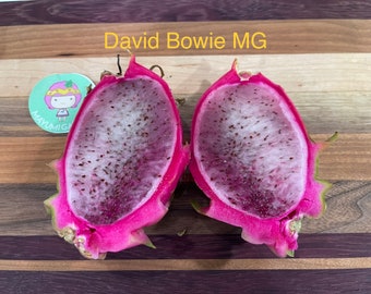 David Bowie dragon fruit cuttings (12" or longer)
