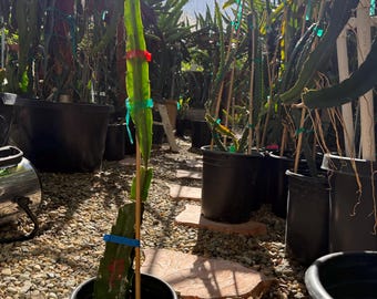 Stella (Don Burnett ‘s hybrid) grafted dragon fruit live plant
