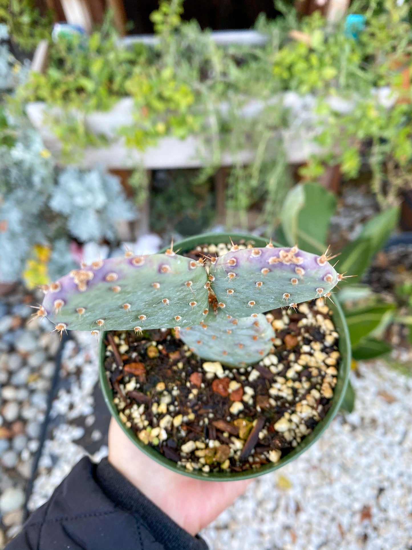 Opuntia x basilaris ‘Baby Rita prickly pear’, Cactus, Live plant