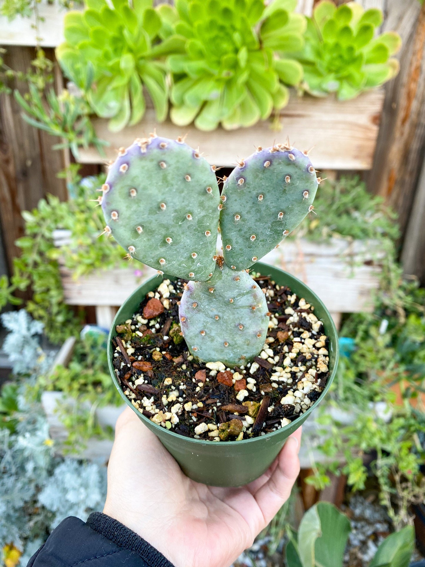 Opuntia x basilaris ‘Baby Rita prickly pear’, Cactus, Live plant