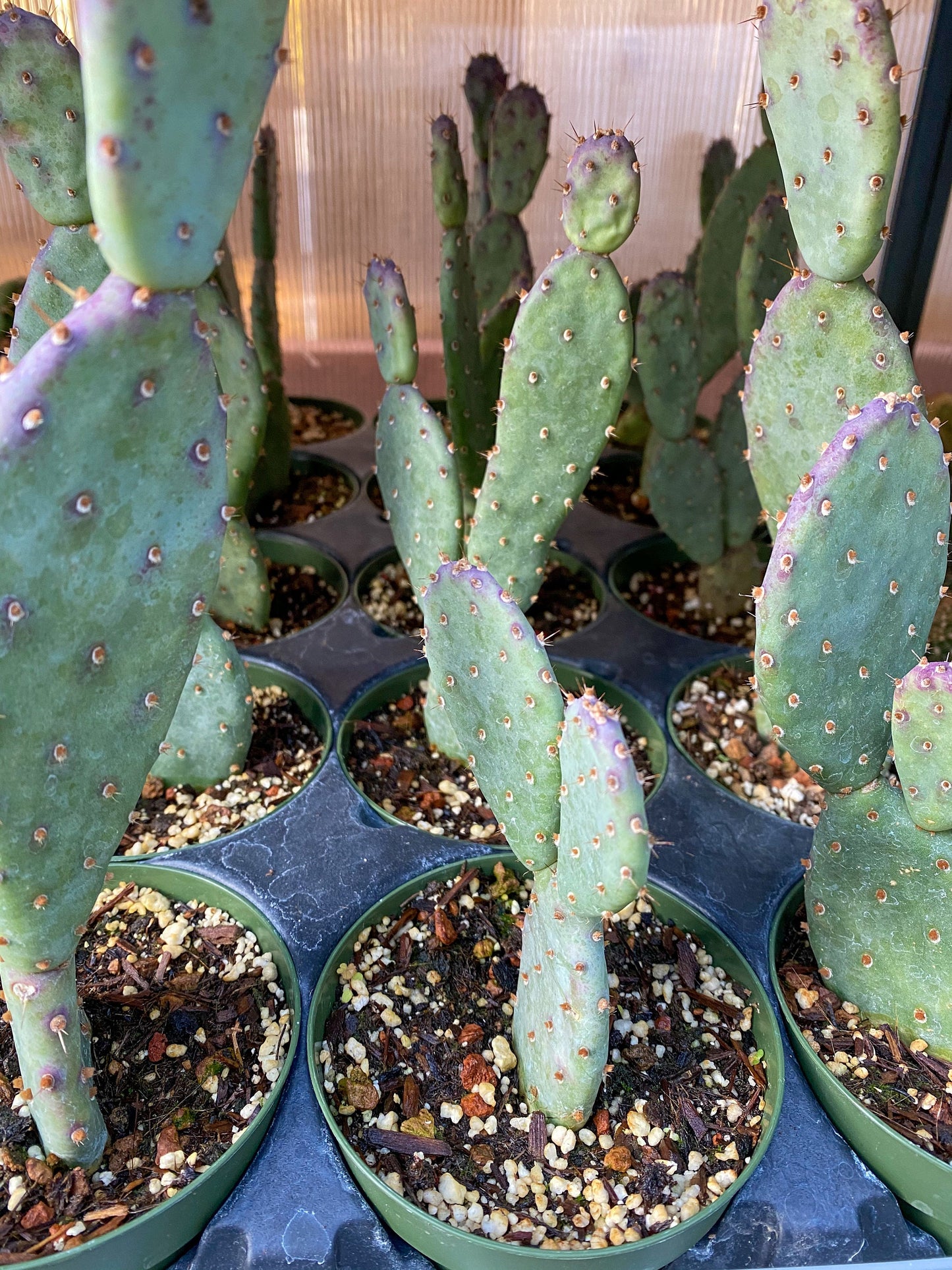 Opuntia x basilaris ‘Baby Rita prickly pear’, Cactus, Live plant