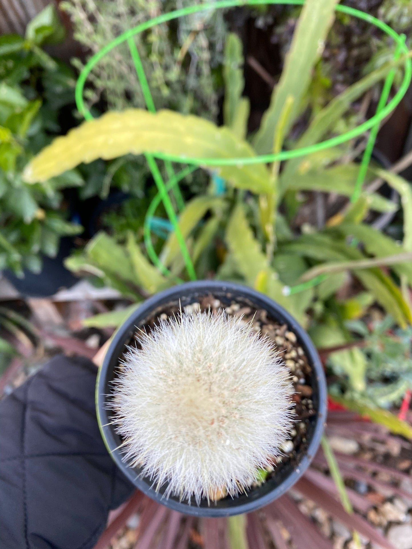 Cleistocactus strausii ‘Silver torch’, Cactus, Live Plant