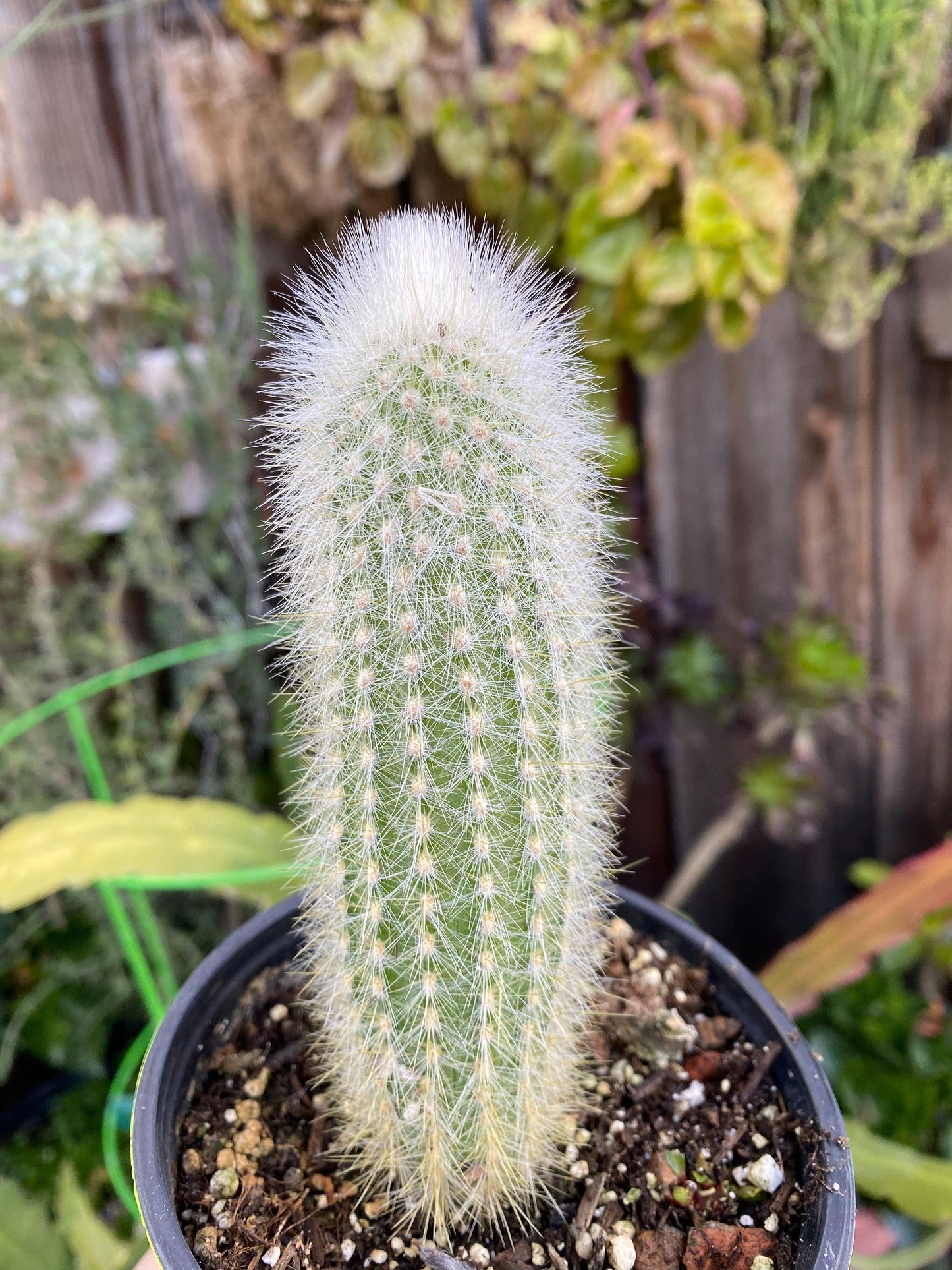 Cleistocactus strausii ‘Silver torch’, Cactus, Live Plant
