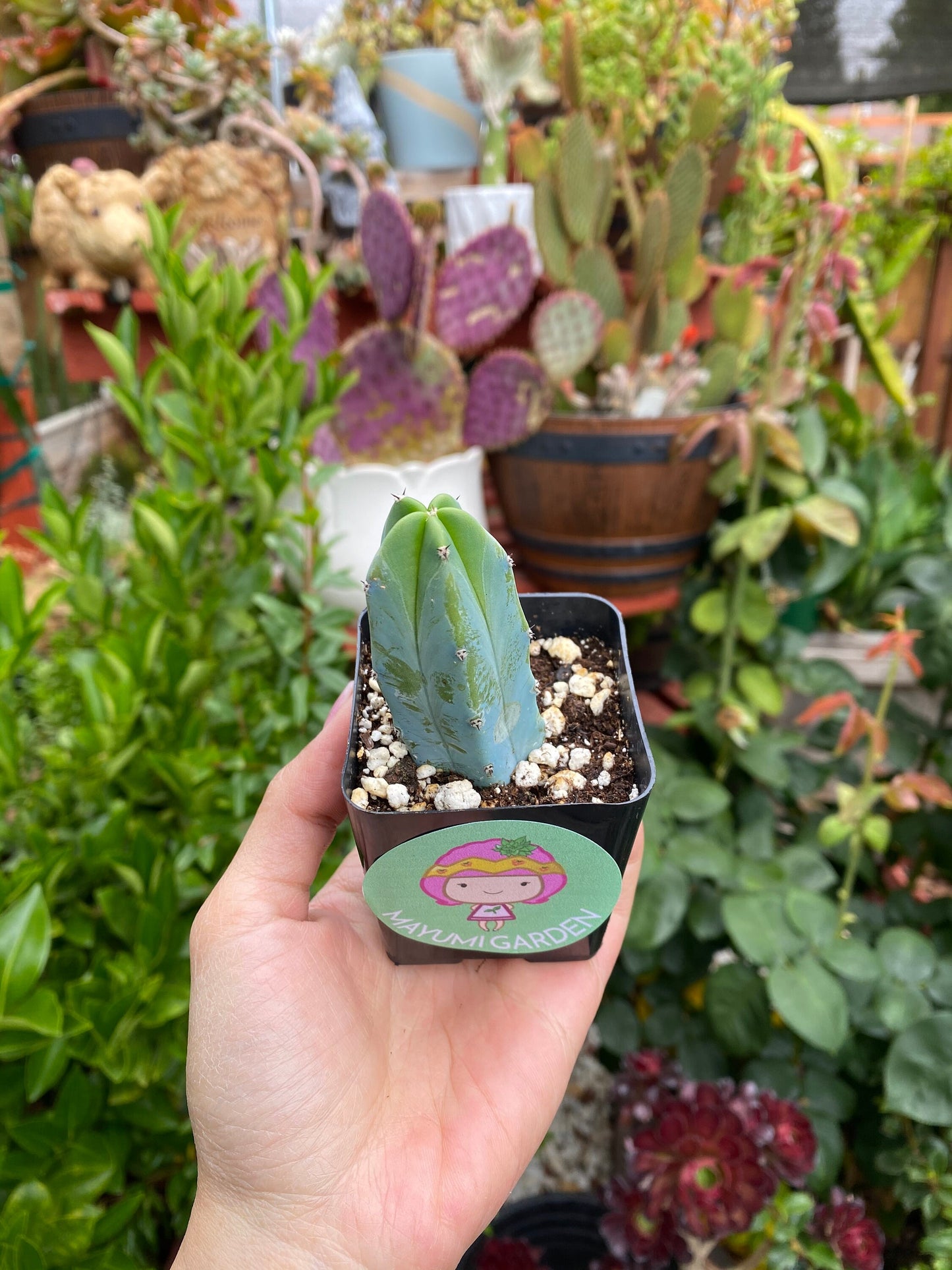 Myrtillocactus geometrizans ‘Blue Candle Cactus’, Live Plant