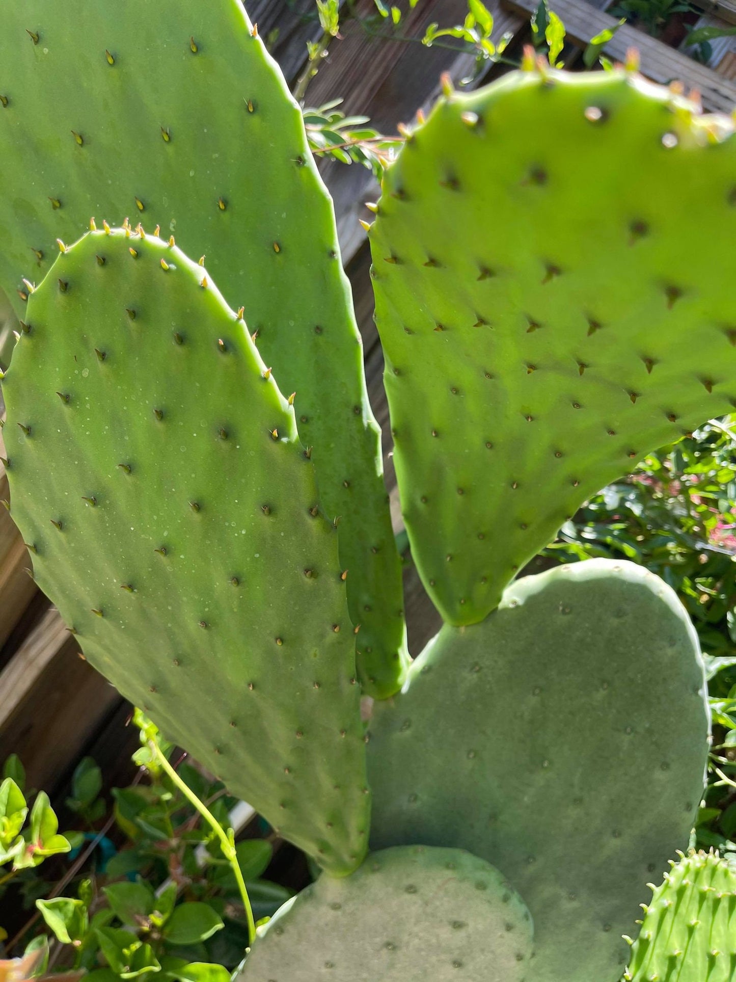 Opuntia ficus indica prickly pear cactus, Spineless/Barbary Fig, pad cutting